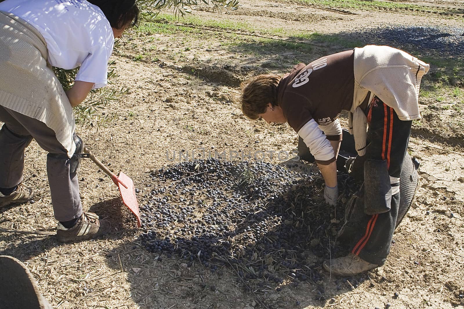 Two farmers unload olives in a heap on the floor, Jaen, Spain