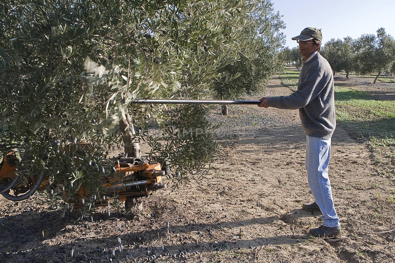 Farmer gathering olives in an olive tree near jaen, Andalusia, Spain
