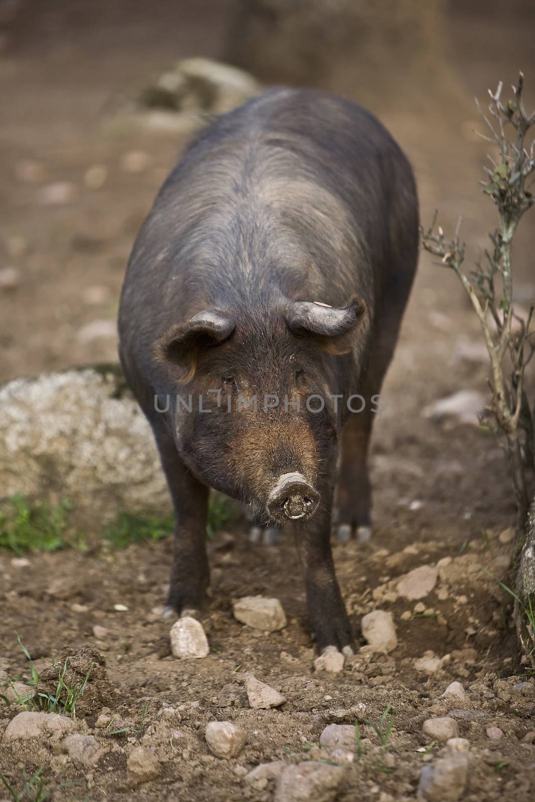 Iberian pig in the Valle de los Pedroches, Cordoba, Spain