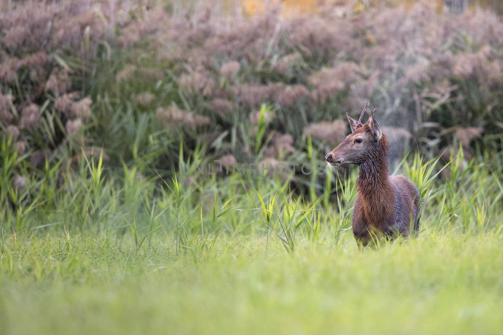 Red deer in the wild by johan10