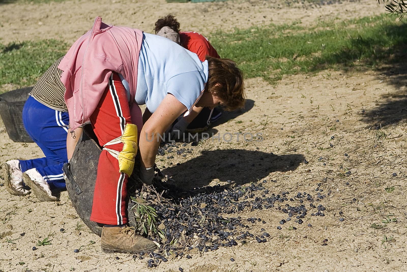farmers unload olives in a heap on the floor, Jaen, Spain