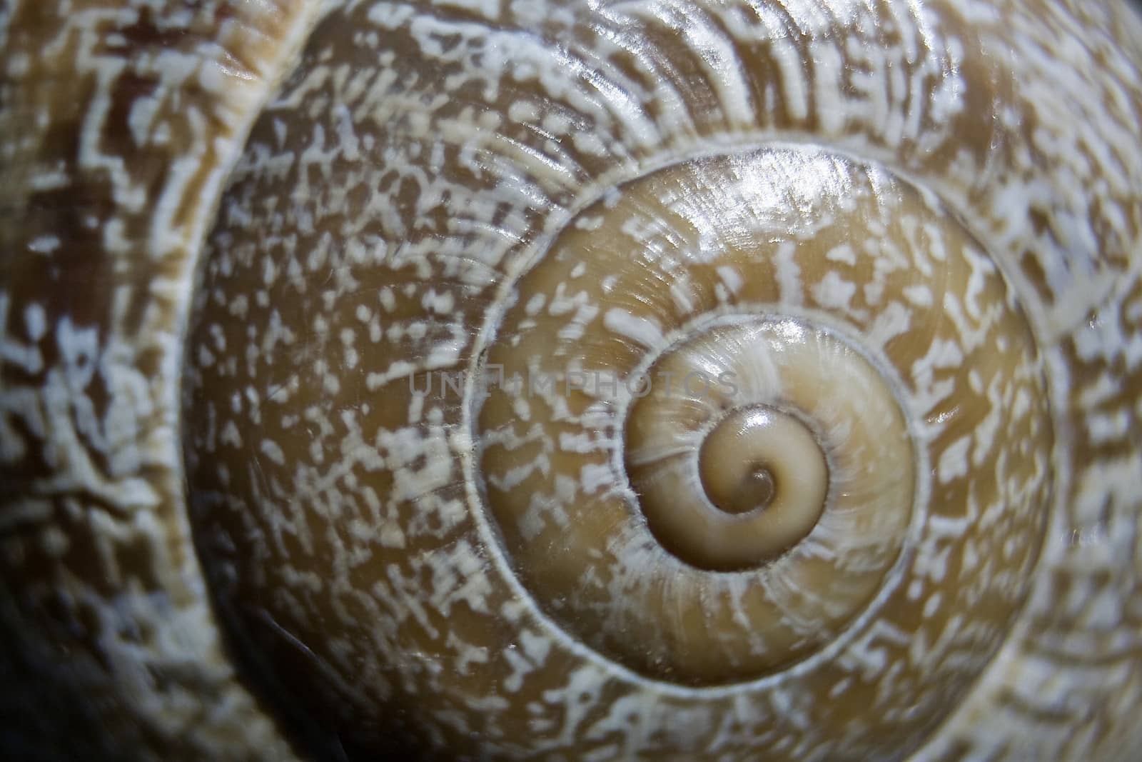 Shell of a snail