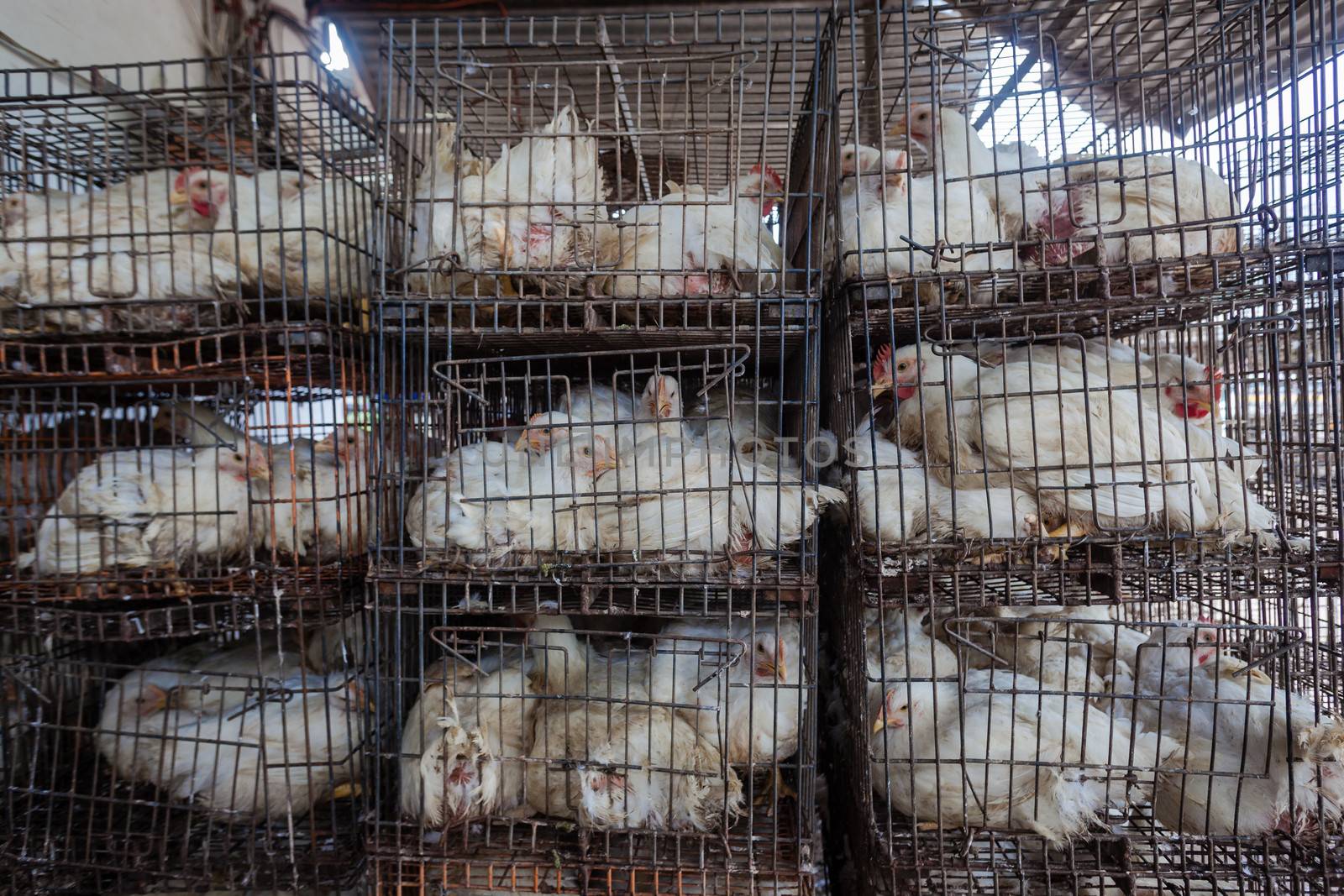 Farmed chickens in cages at poultry abattoir for processing food for local markets.