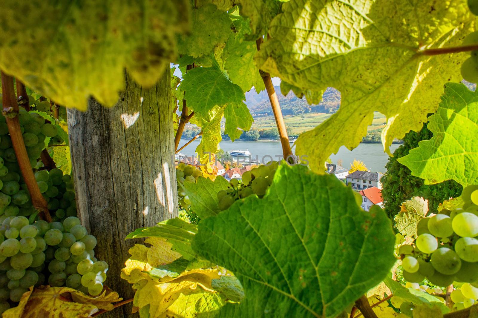 View through the Vine to the Danube River in Lower Austria