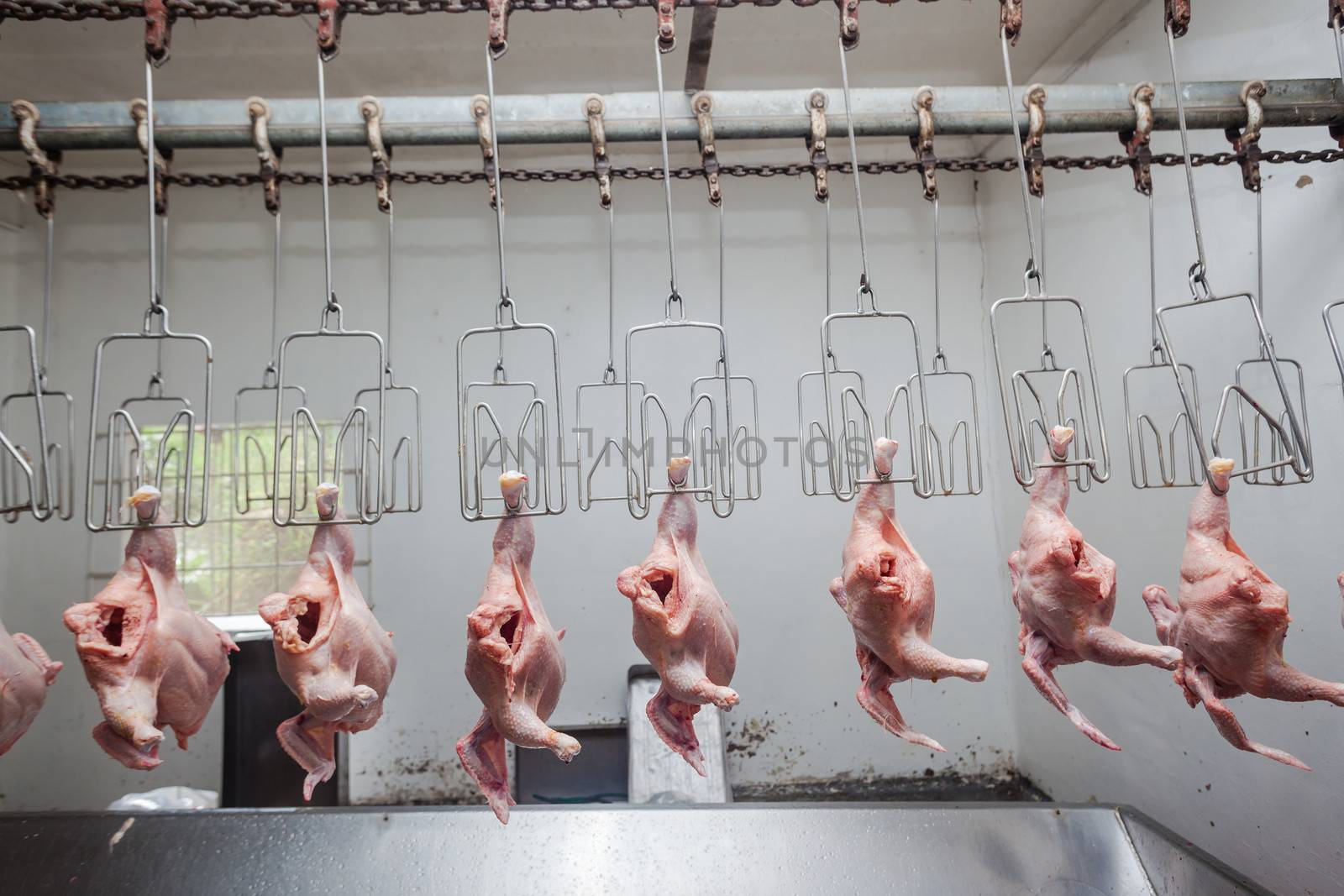 Poultry Abattoir Chickens by ChrisVanLennepPhoto