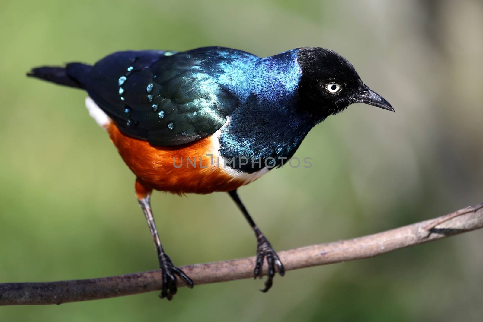 Superb Starling Bird by fouroaks