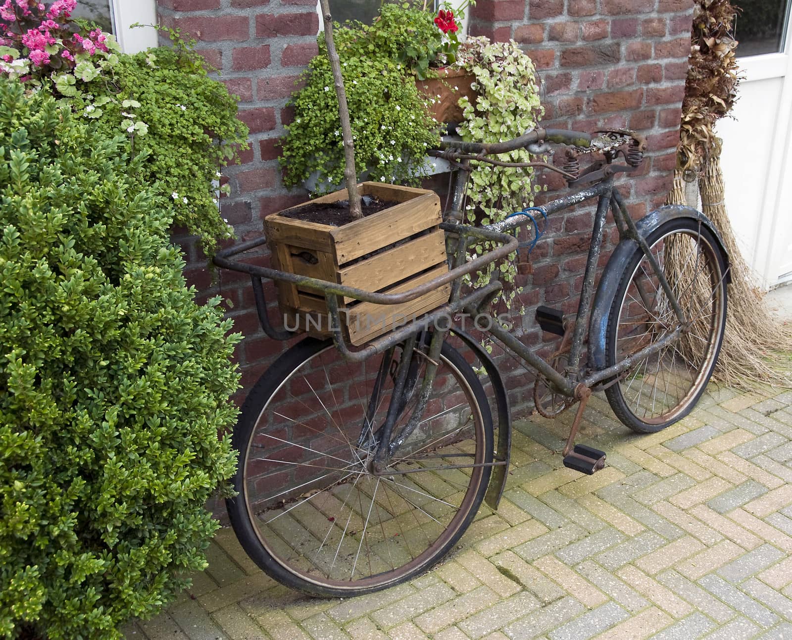 veru old rusted bike with wooden box and plants