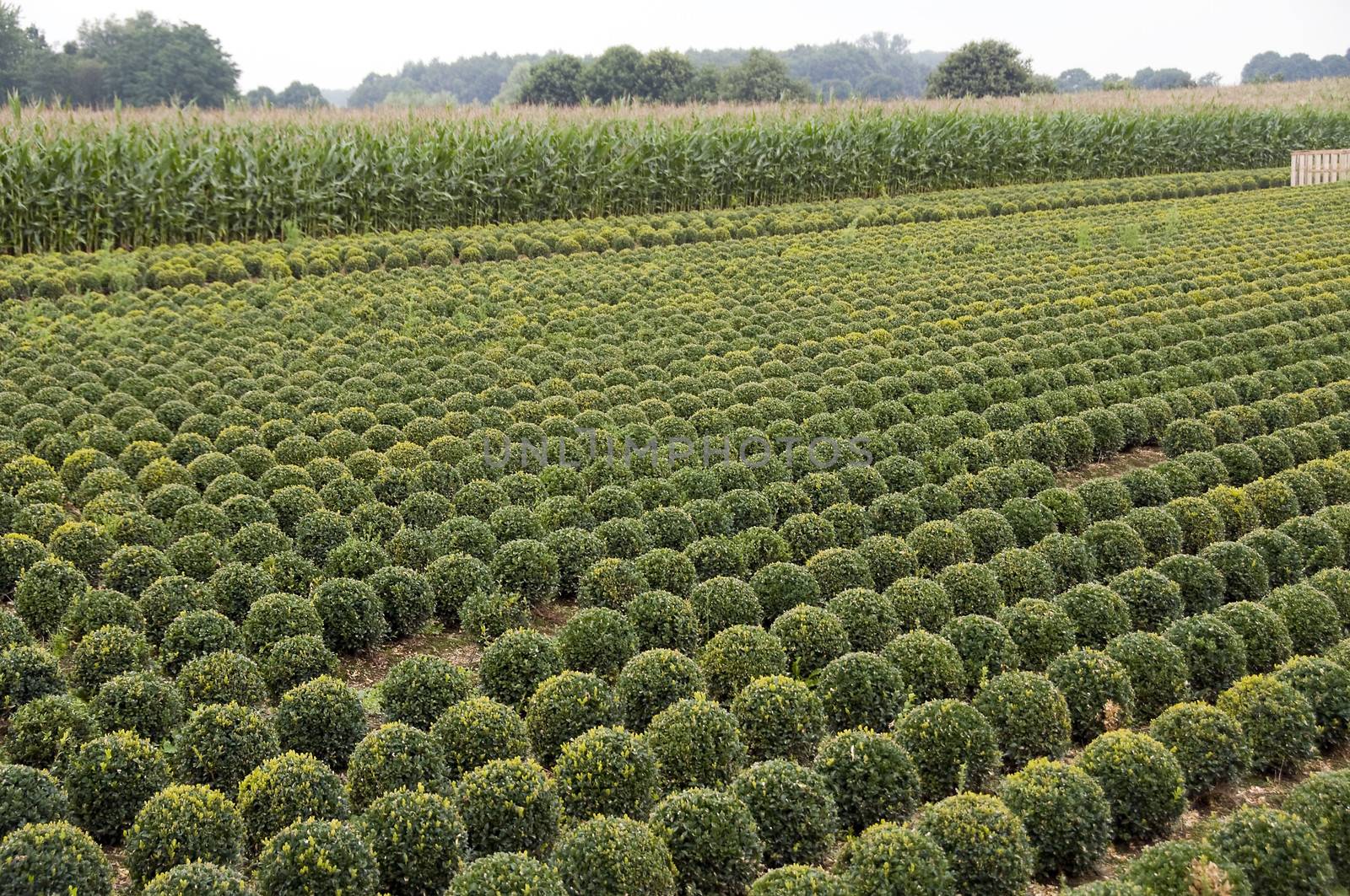 lot of buxus trees in a field in rows