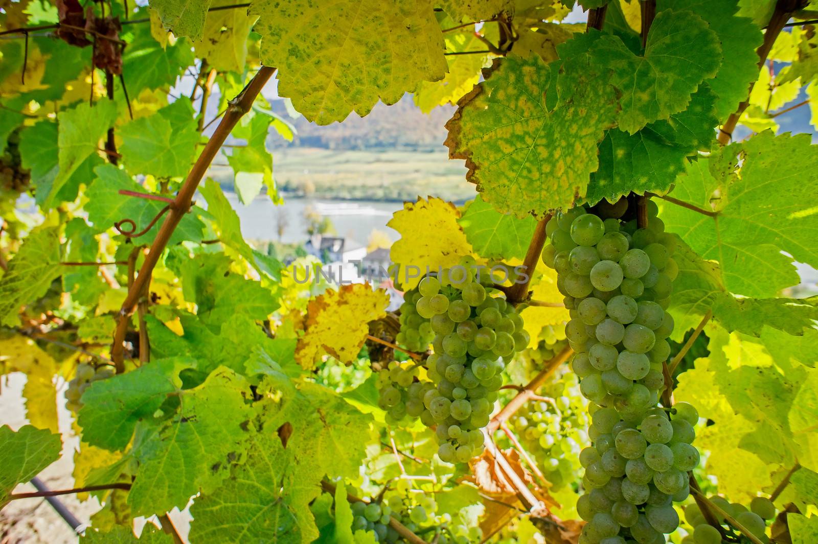 Natural Frame with Winegrapes, on the background the danube river