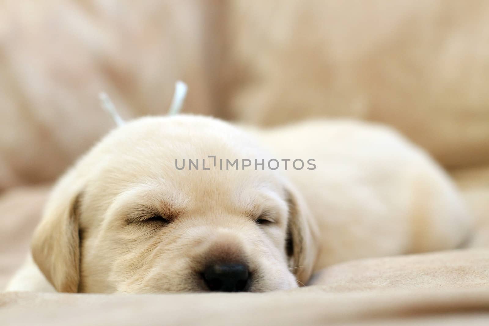 sweet yellow labrador puppy on the pale background sleeping