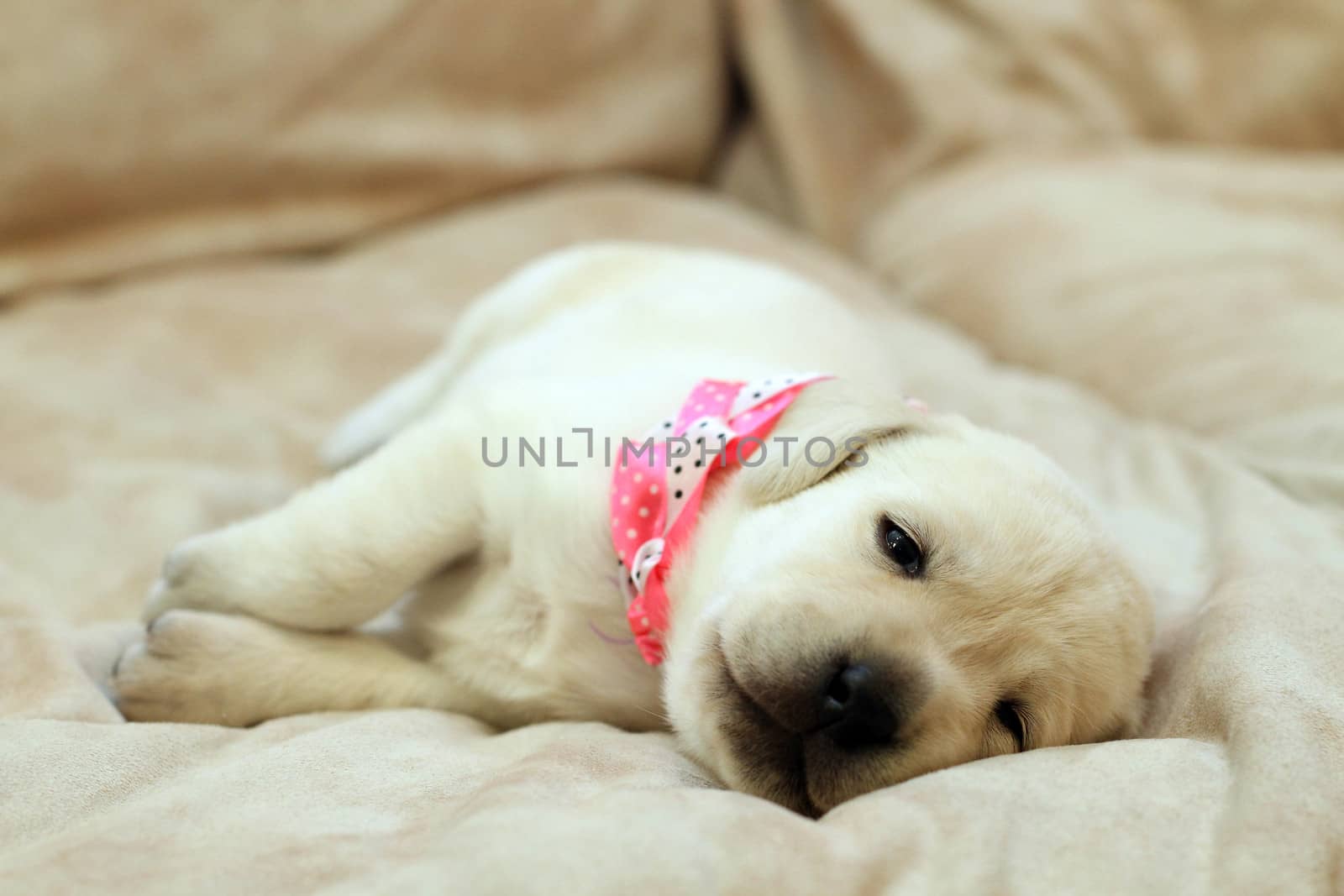 sweet yellow labrador puppy on the pale background