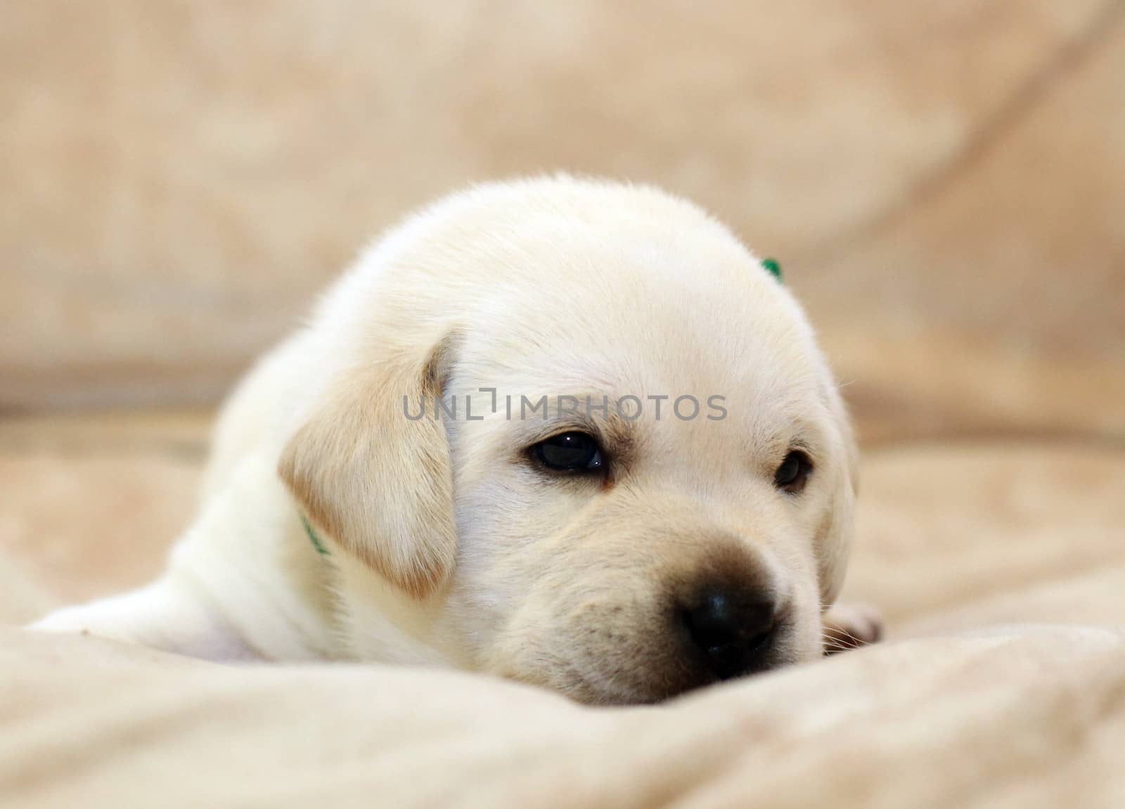 sweet yellow labrador puppy on the pale background