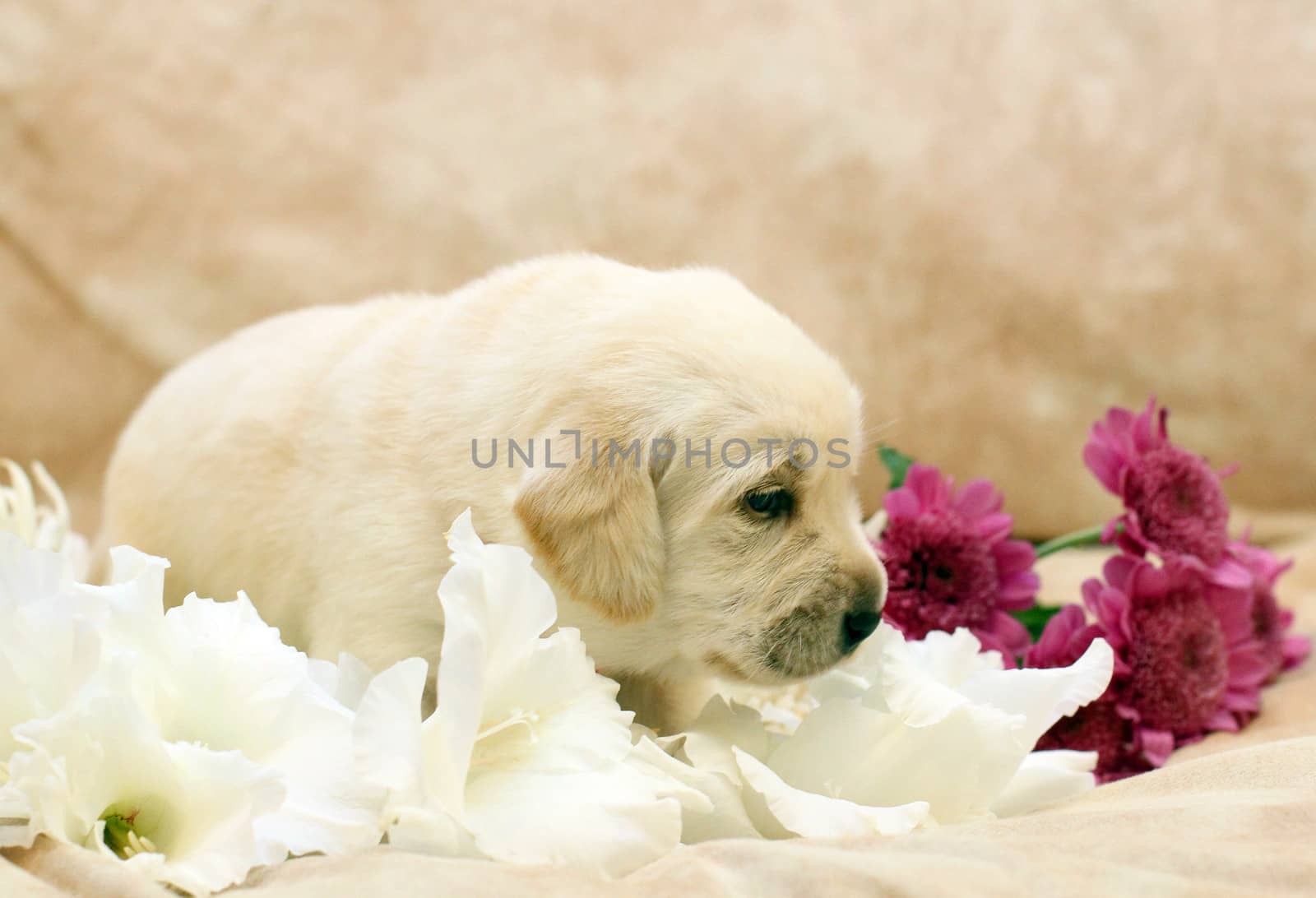 sweet yellow labrador puppy on the pale background with flowers