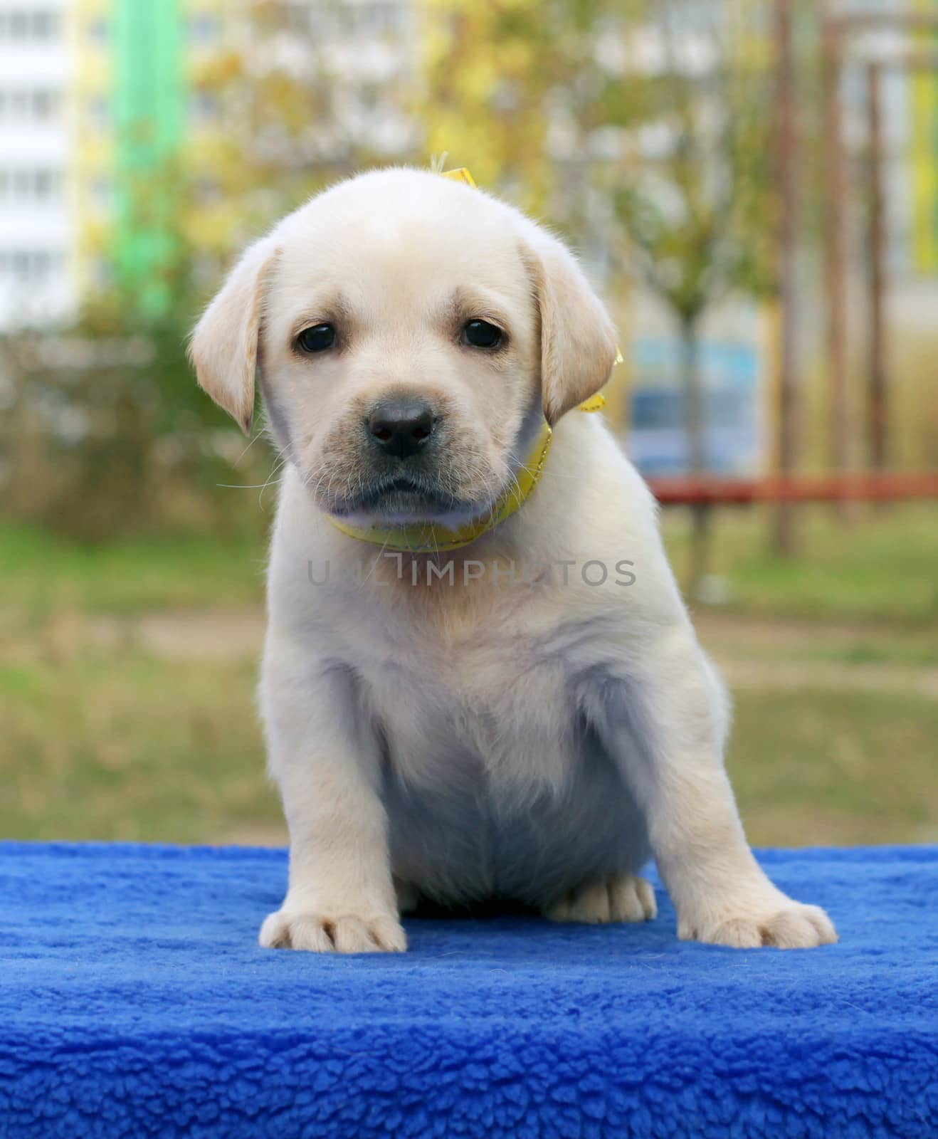 happy yellow labrador puppy laying on the table