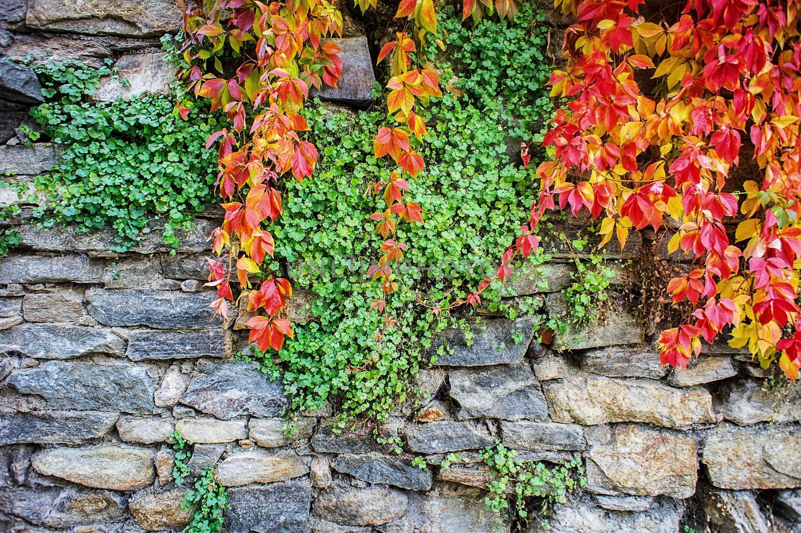 Autumn leaves in different colors against a rock wall