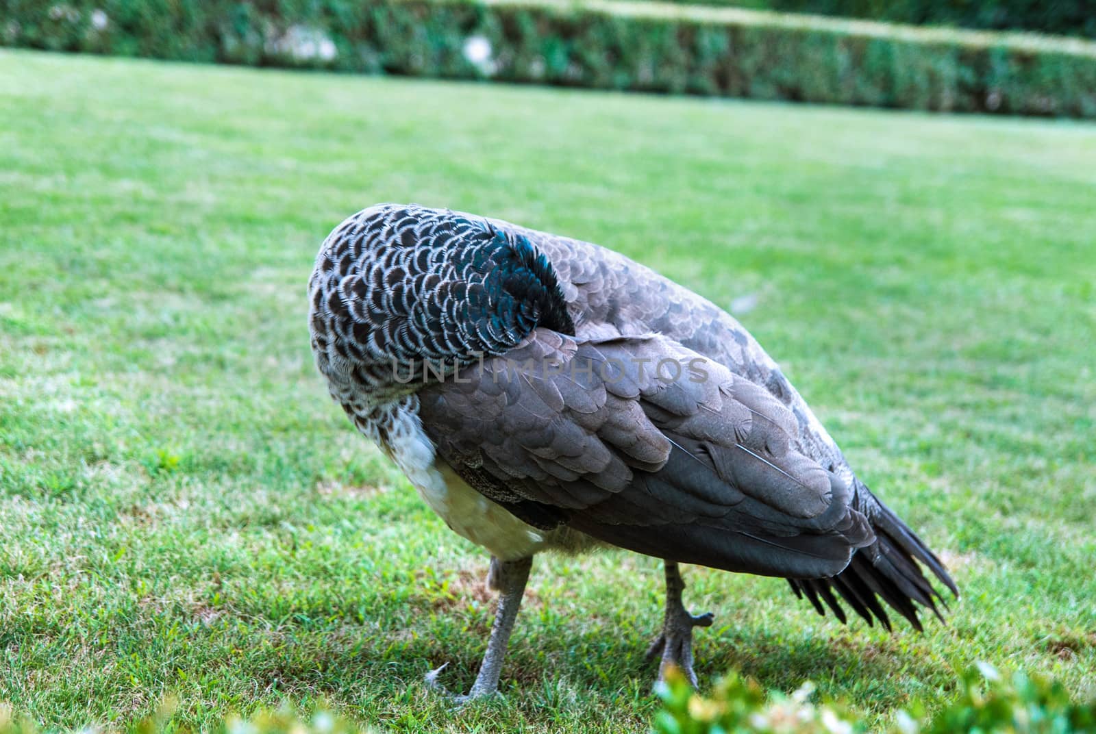 peacock scratching himself while standing on the grass