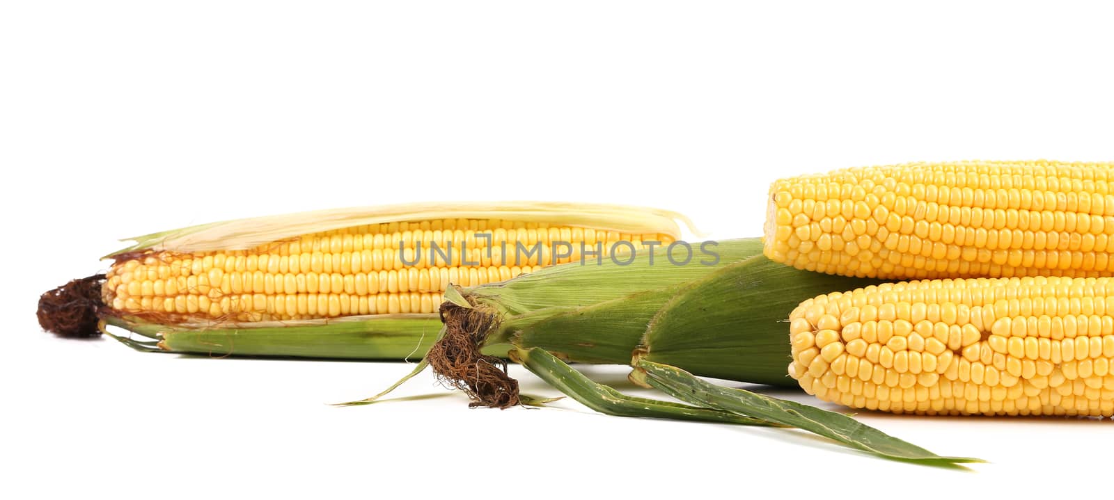 Close up of fresh beautiful corn. Whole background.