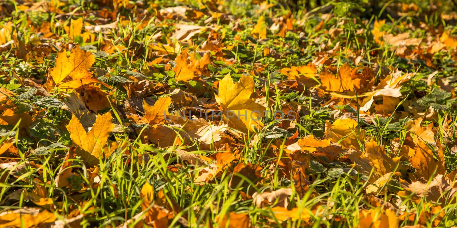 Landscape of colorful fall leaves on forest floor by indigolotos
