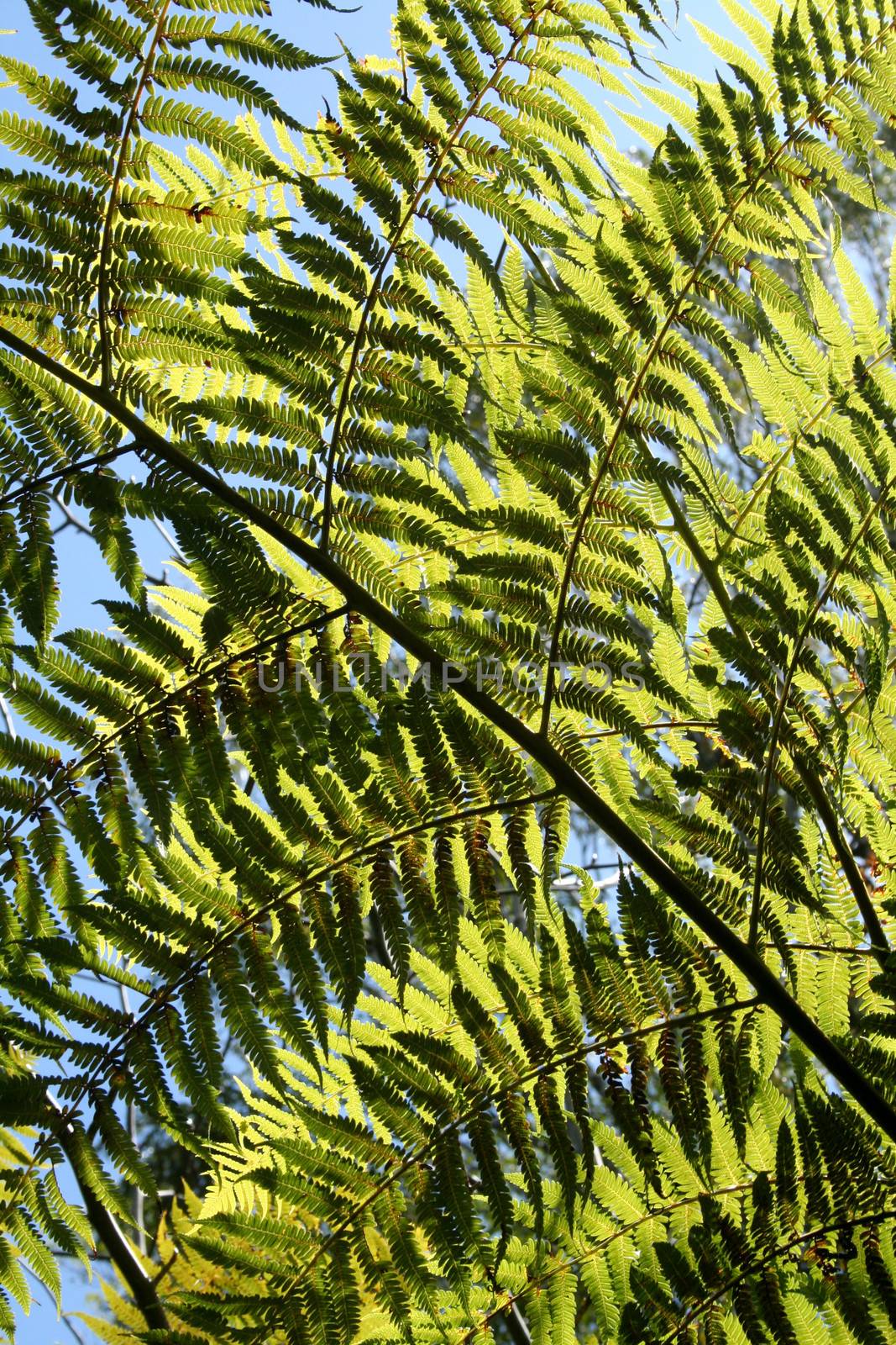 Background of backlit ribbed branches from rainforest fern.