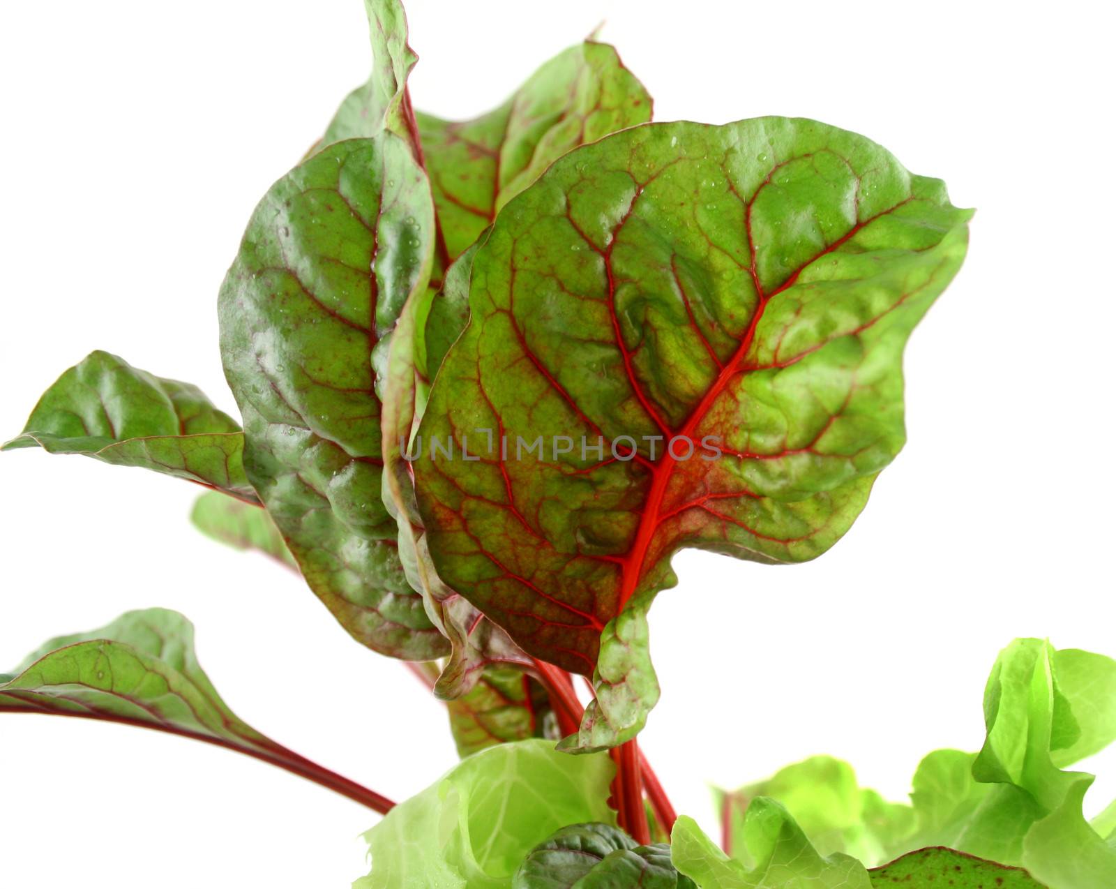 Intensely colored red chard lettuce harvested from the vegetable garden.