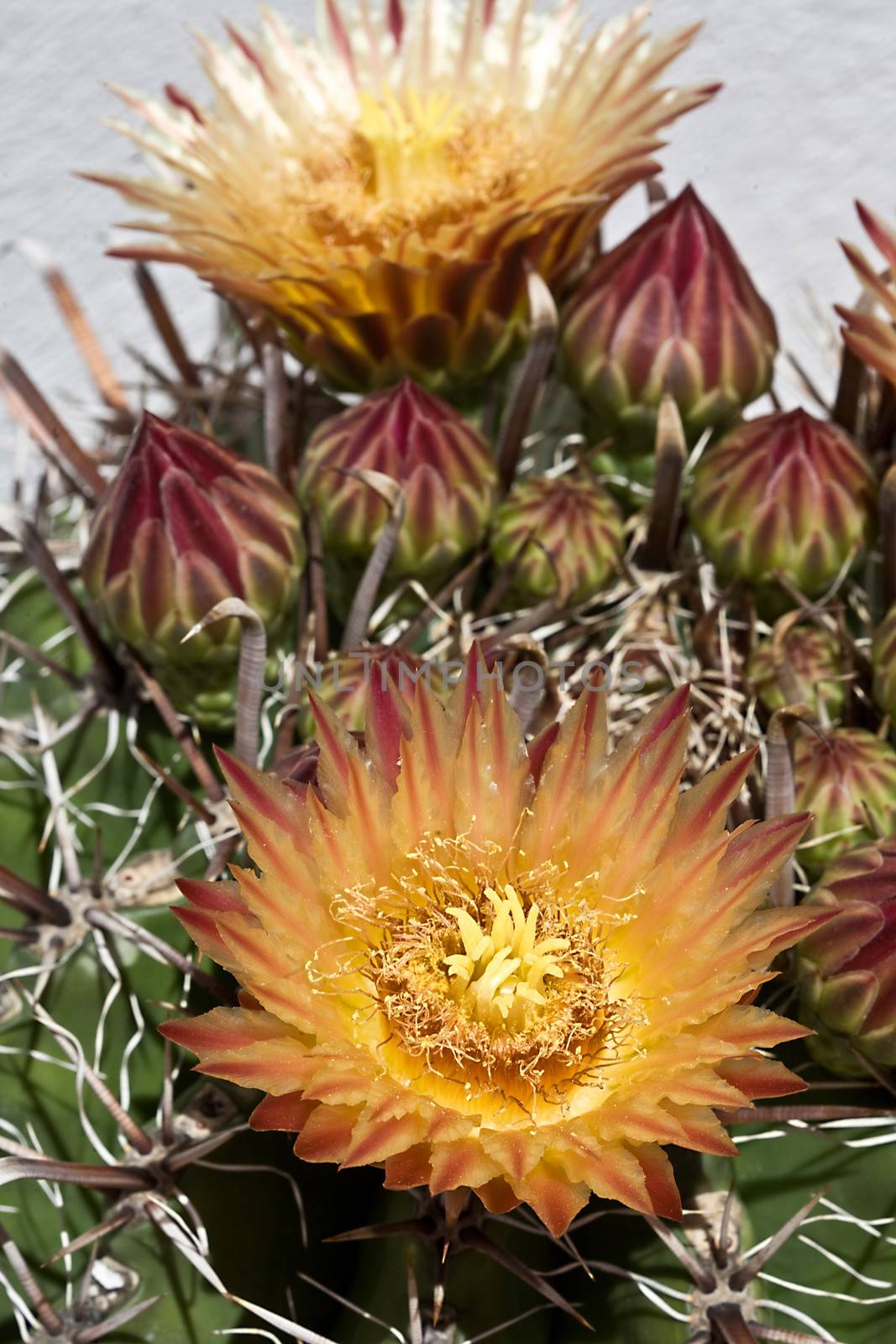 Beautiful orange red flowers on the cactus