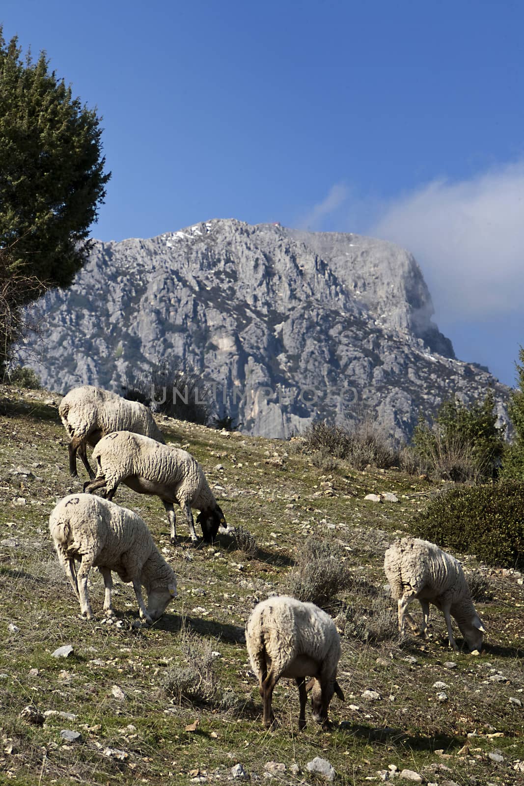 Flock of sheep in sierra sur de Ja�n mountains, Andalusia, Spain