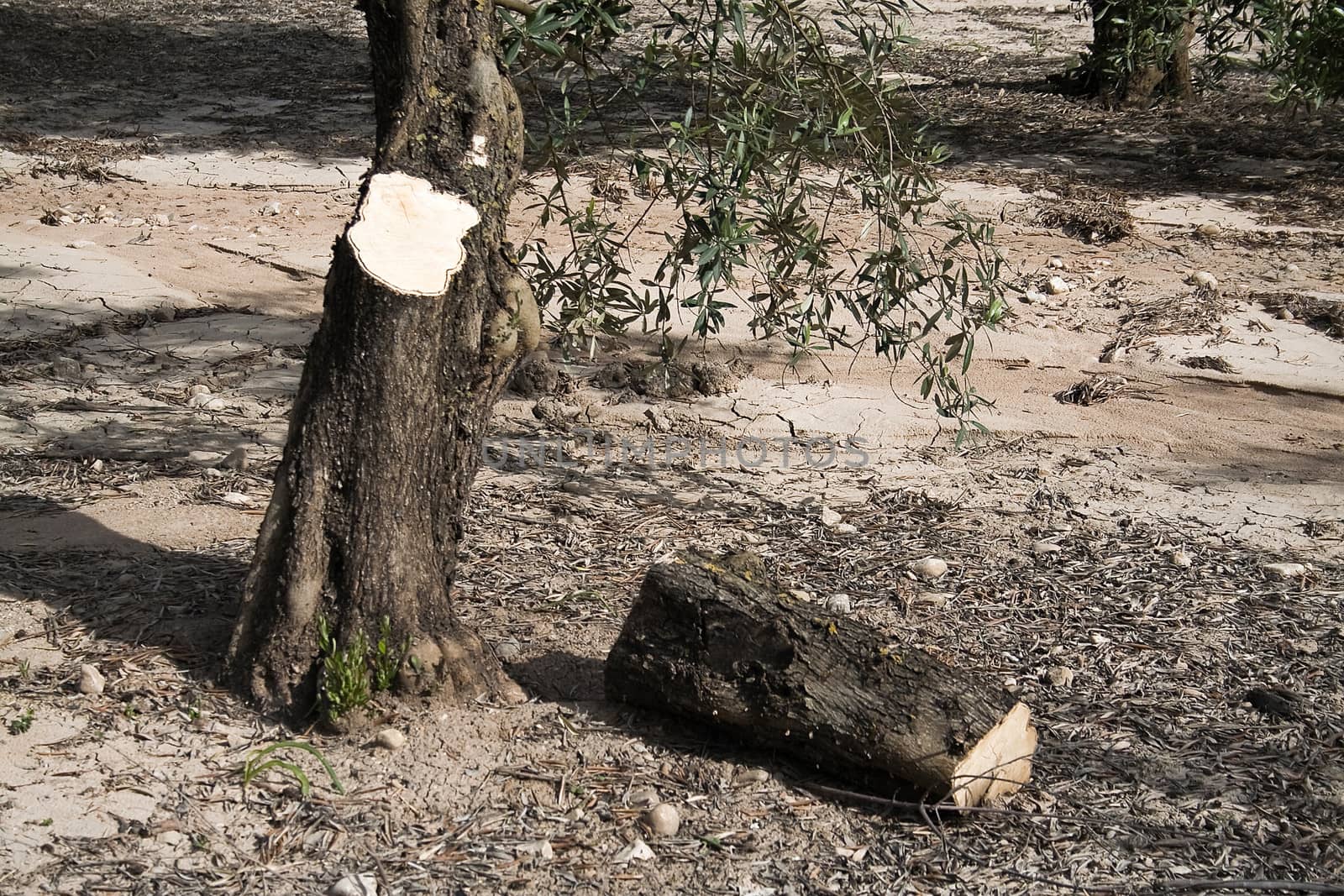 Trunk of olive tree cut in the ground, Jaen, Andalusia, Spain