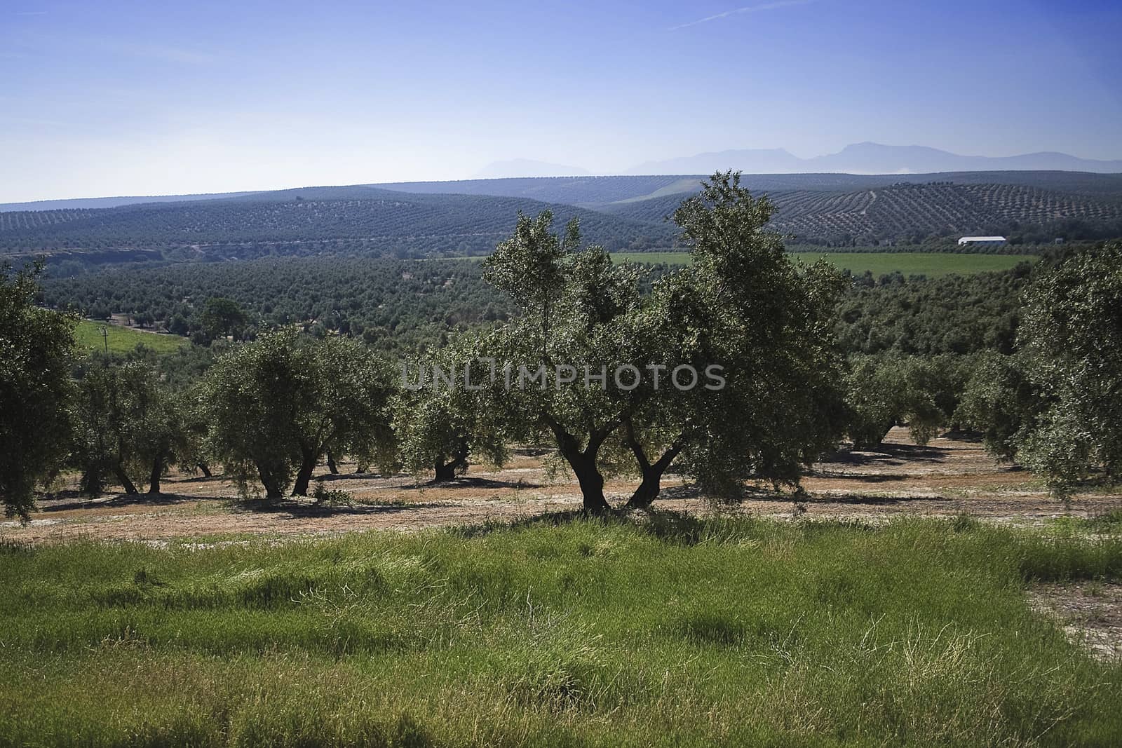 Ecological cultivation of olive trees in the province of Jaen, Andalusia, Spain