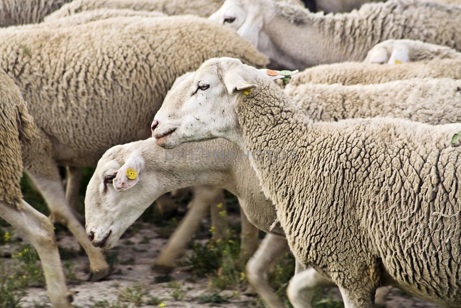 Livestock farm, herd of sheep, Andalusia, Spain