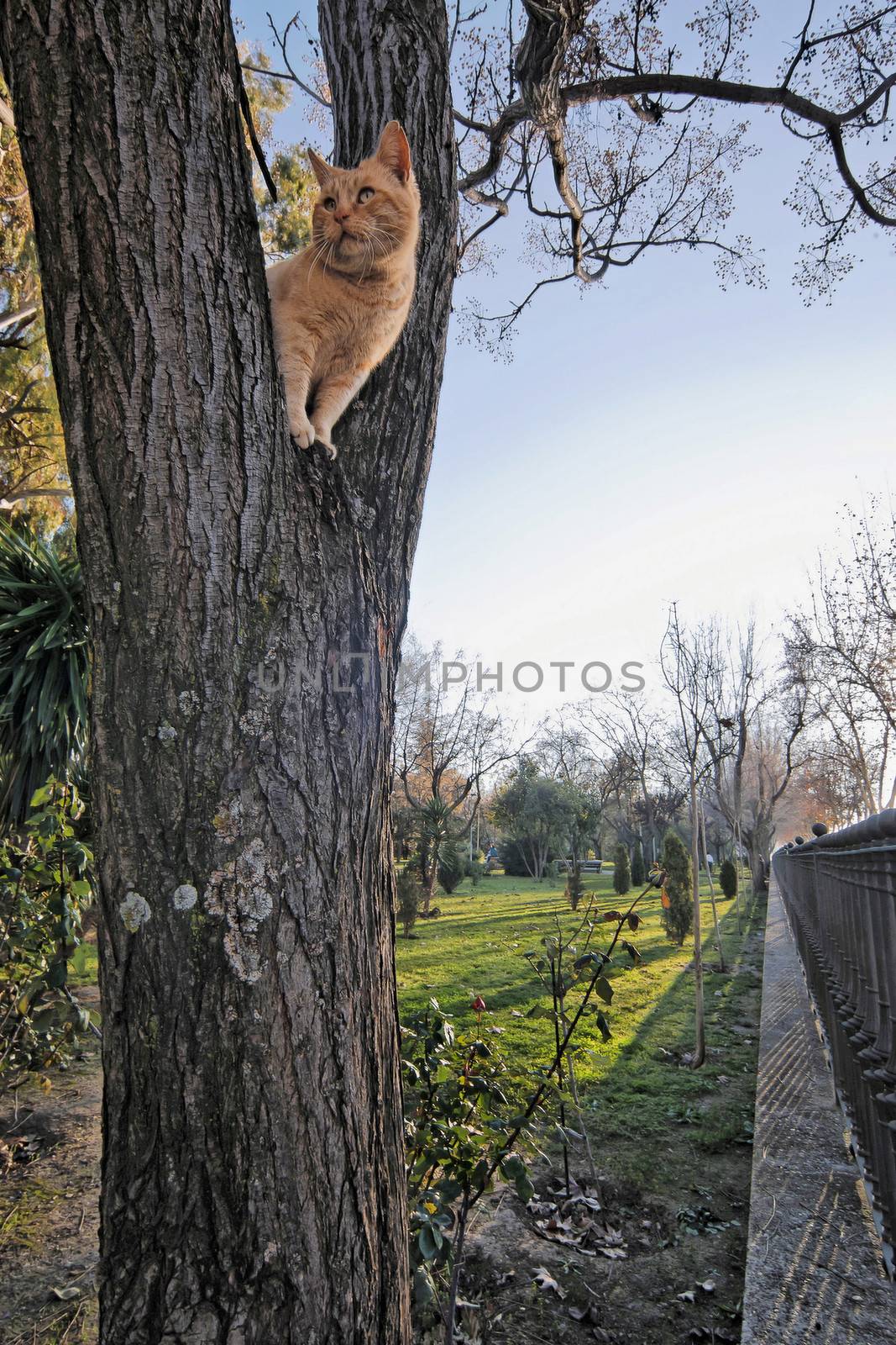 Handsome orange tabby cat up in a tree looking alert