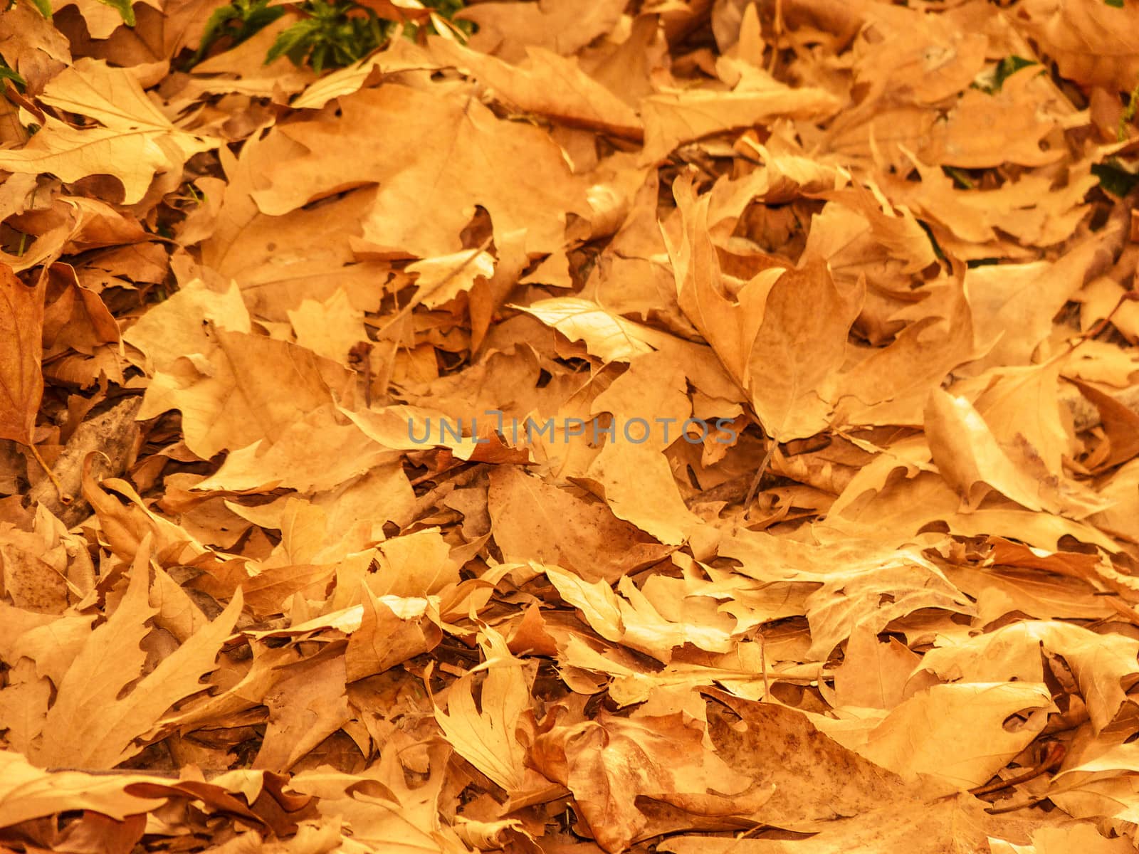 Background made of fallen autumn leaves