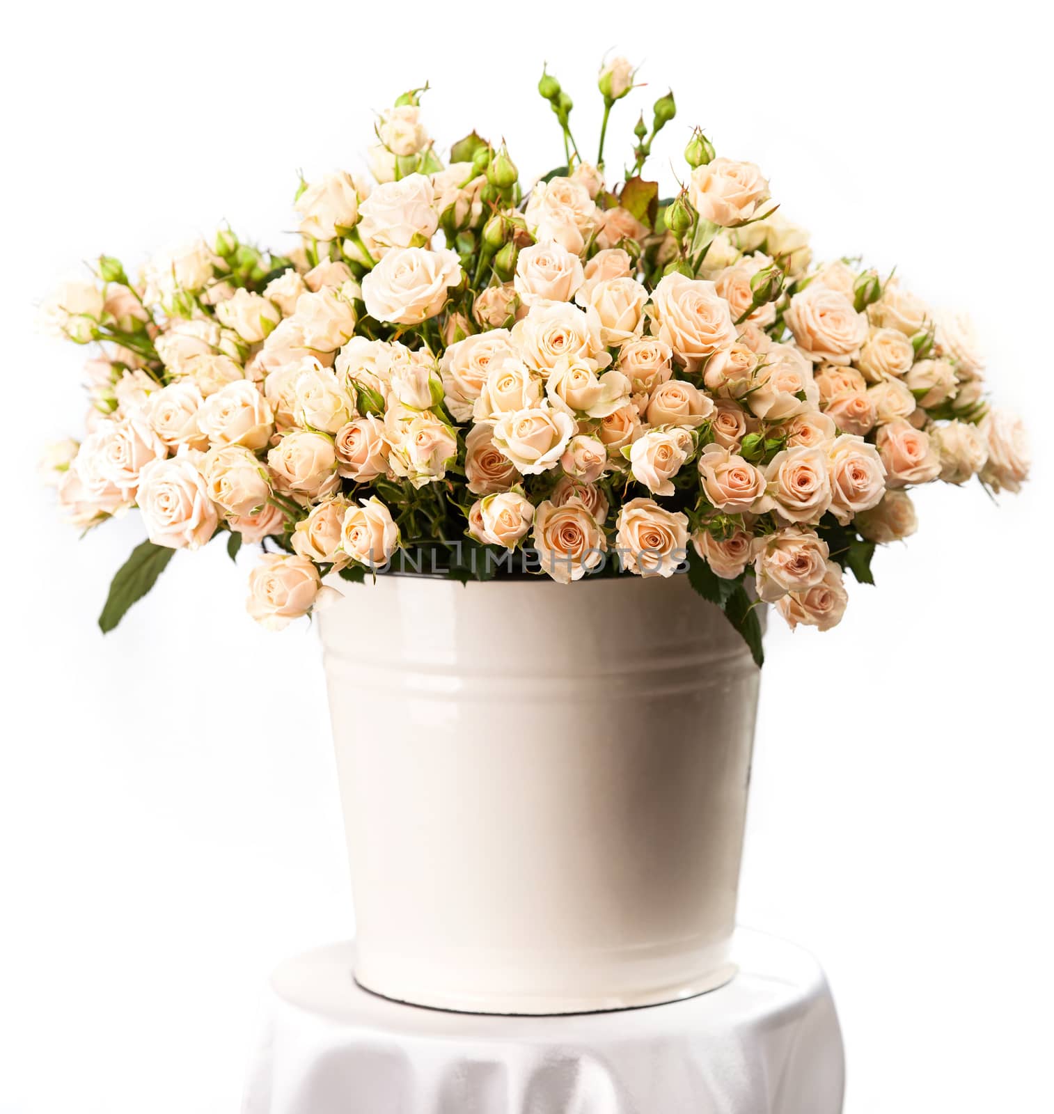 Bunch of creamy roses in a bucket over white background