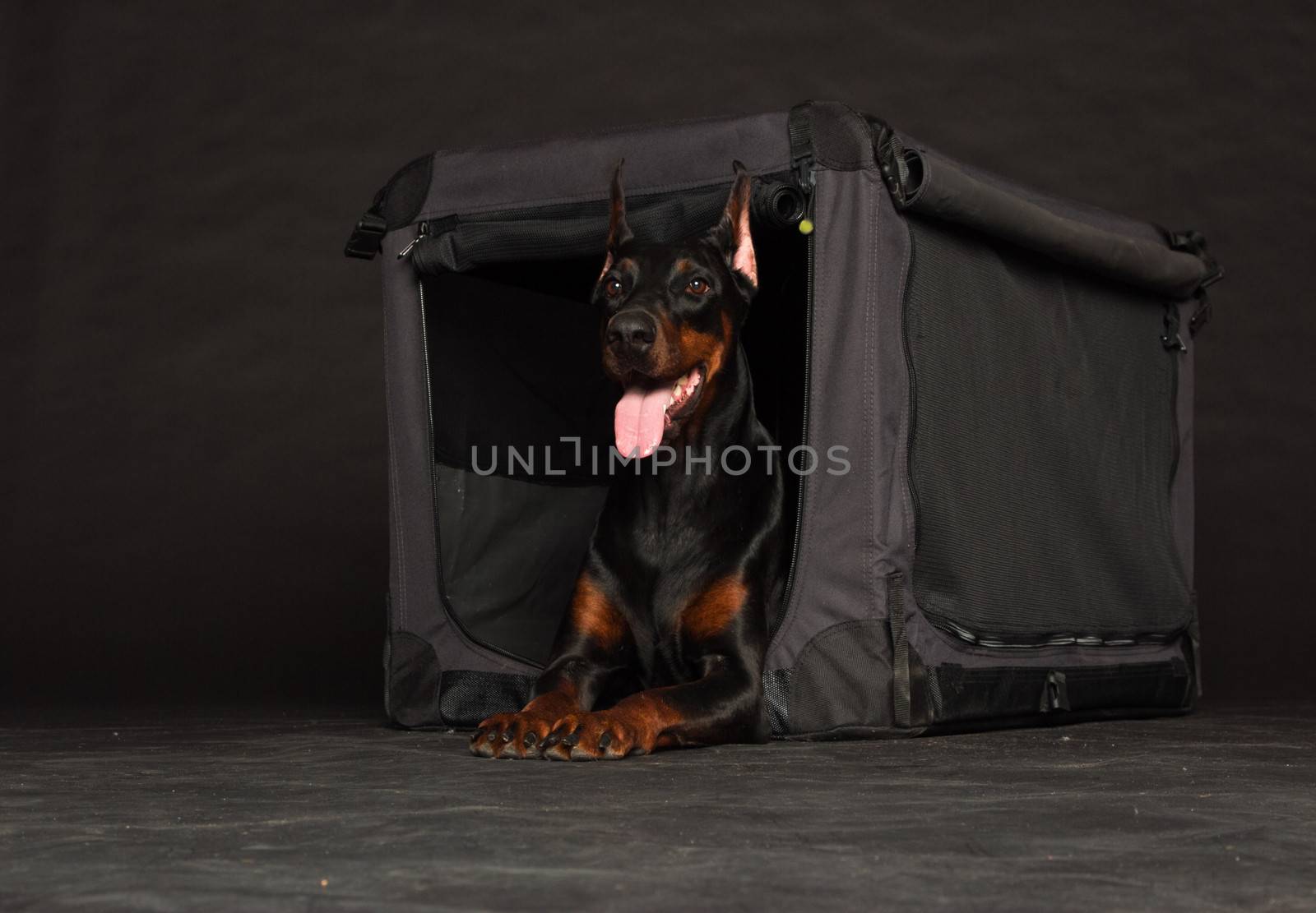 Doberman dog near by cage on black background