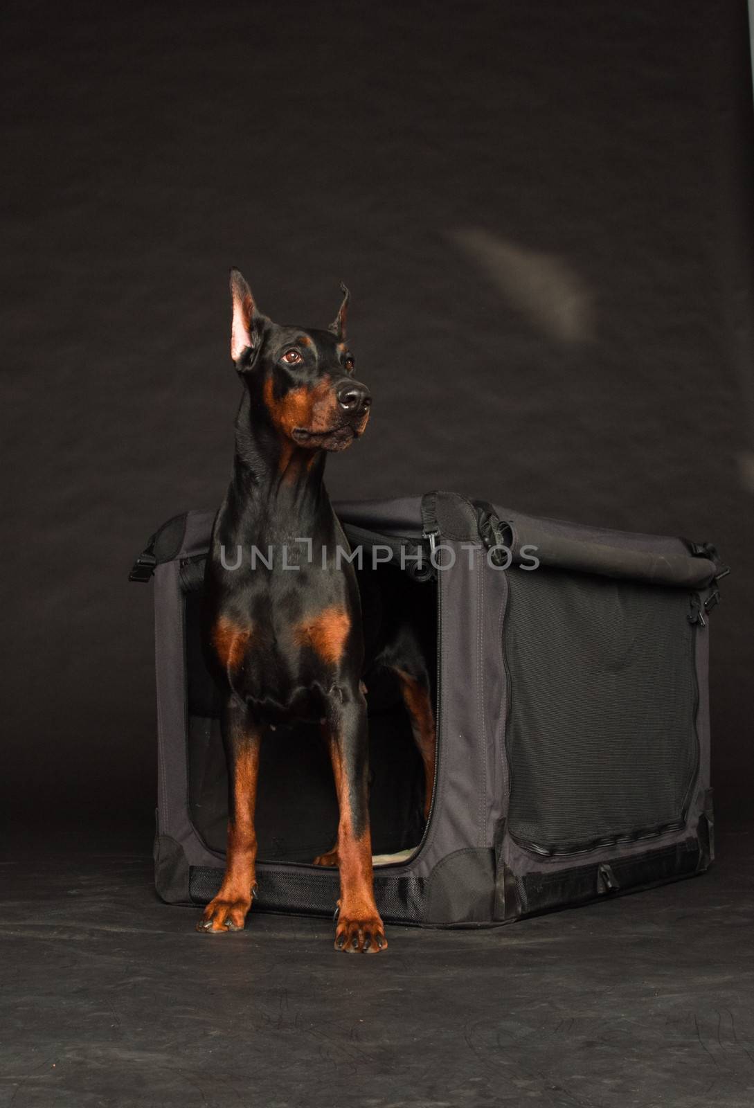 Doberman dog near by cage on black background