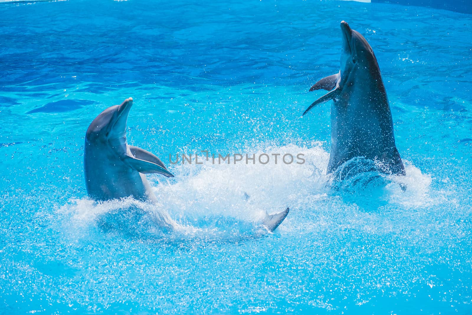 Dolphin pairs has demonstration of tango dancing. All the photos are shot July 25, 2013