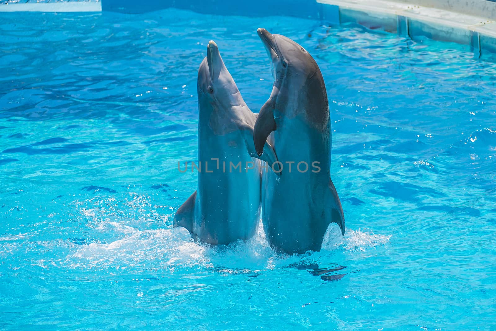 Dolphin pairs has demonstration of tango dancing. All the photos are shot July 25, 2013