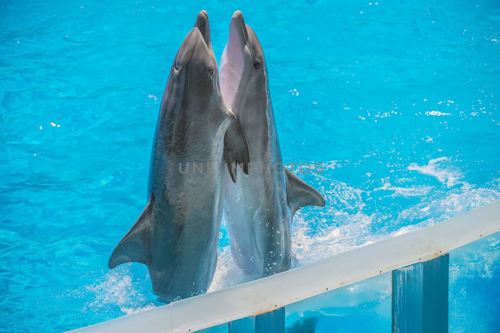 Dolphin pairs has demonstration of tango dancing. All the photos are shot July 25, 2013