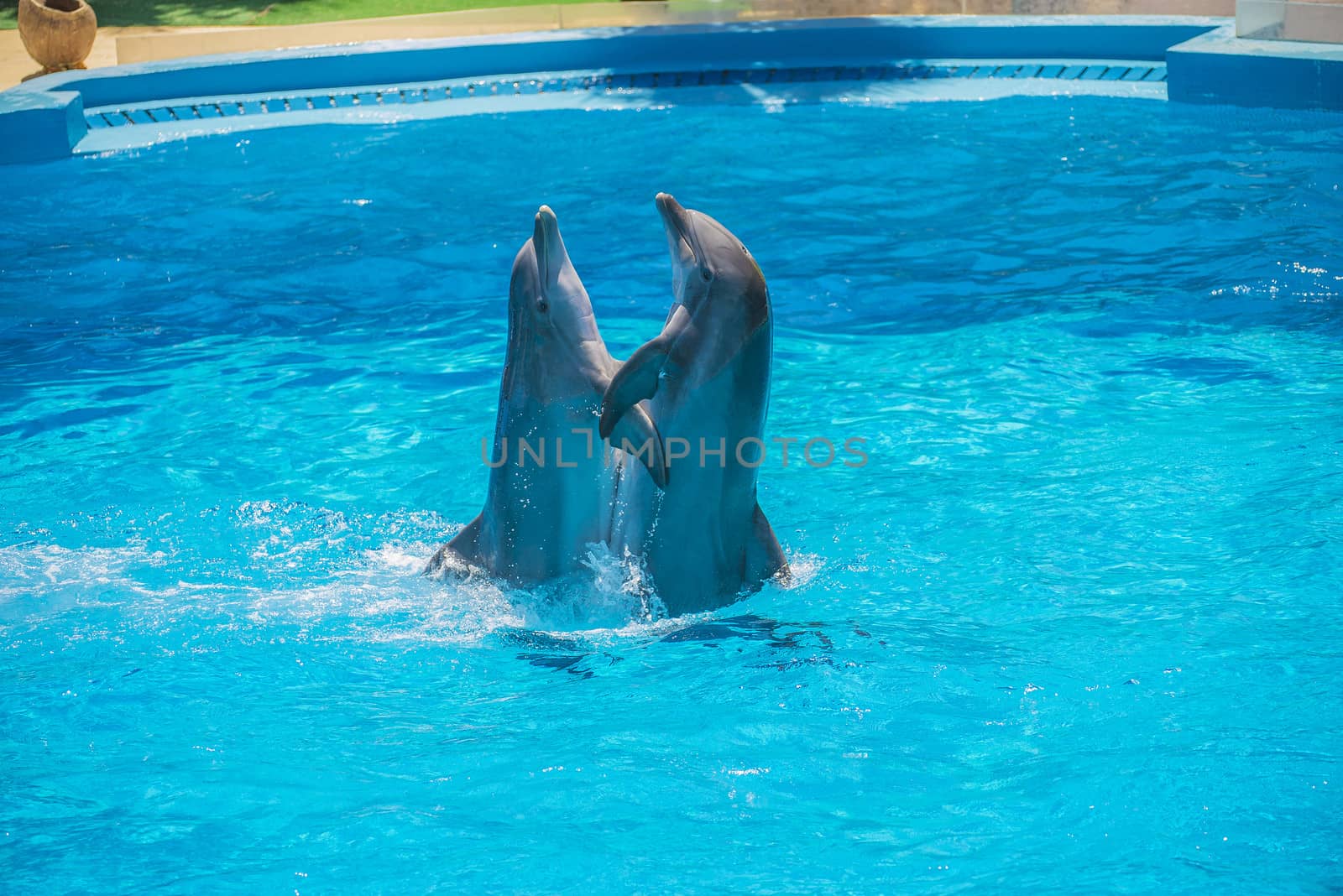 Dolphin pairs has demonstration of tango dancing. All the photos are shot July 25, 2013