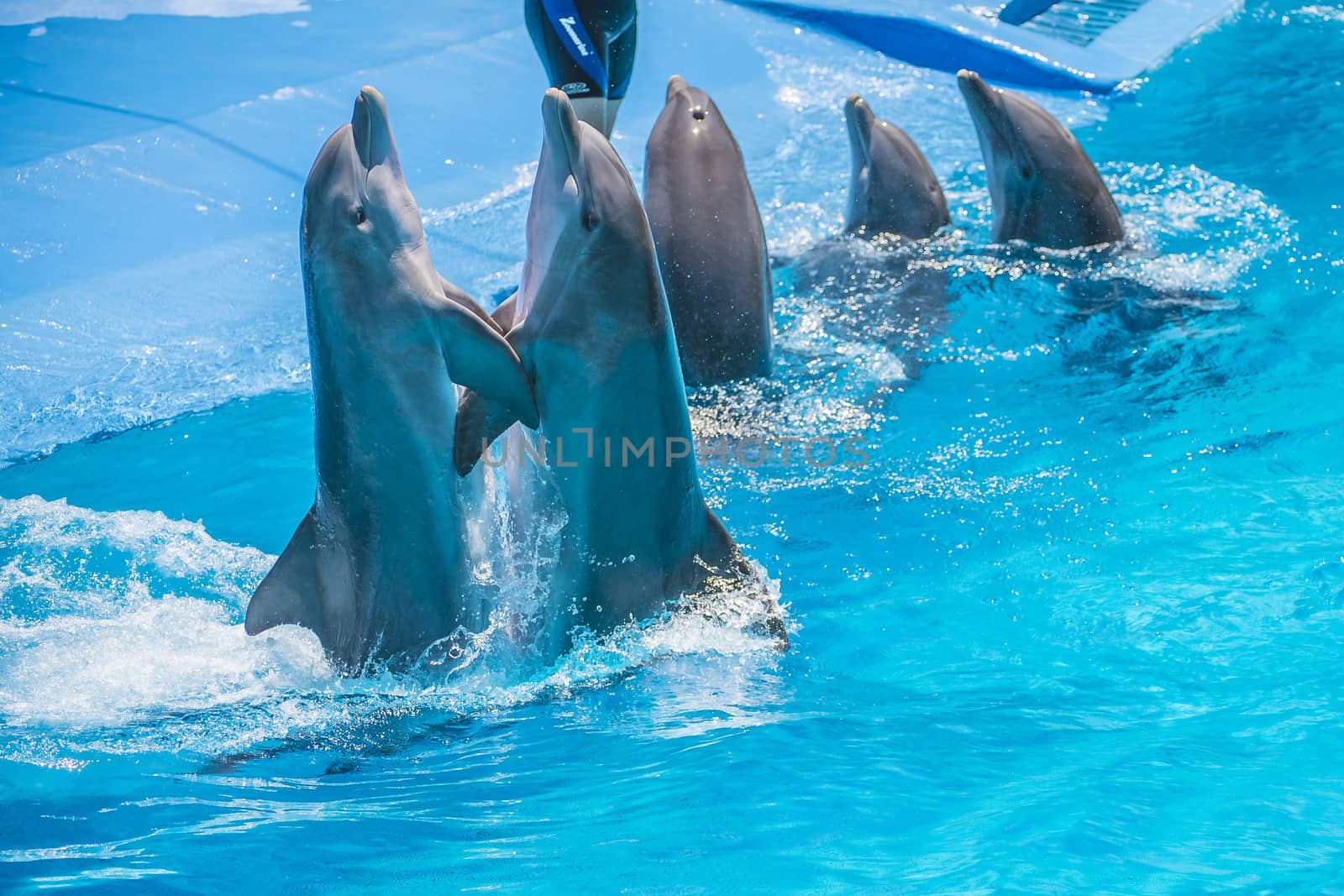 Dolphin pairs has demonstration of tango dancing. All the photos are shot July 25, 2013