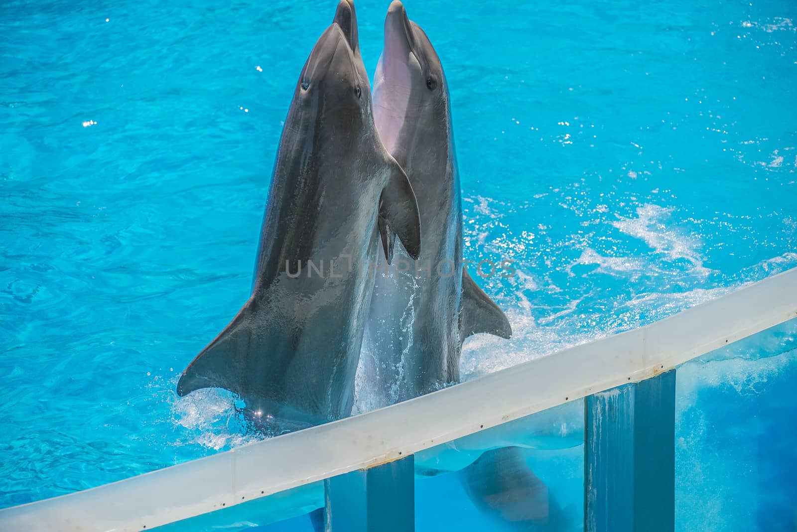 Dolphin pairs has demonstration of tango dancing. All the photos are shot July 25, 2013