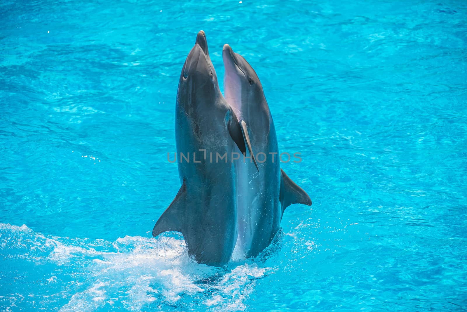 Dolphin pairs has demonstration of tango dancing. All the photos are shot July 25, 2013