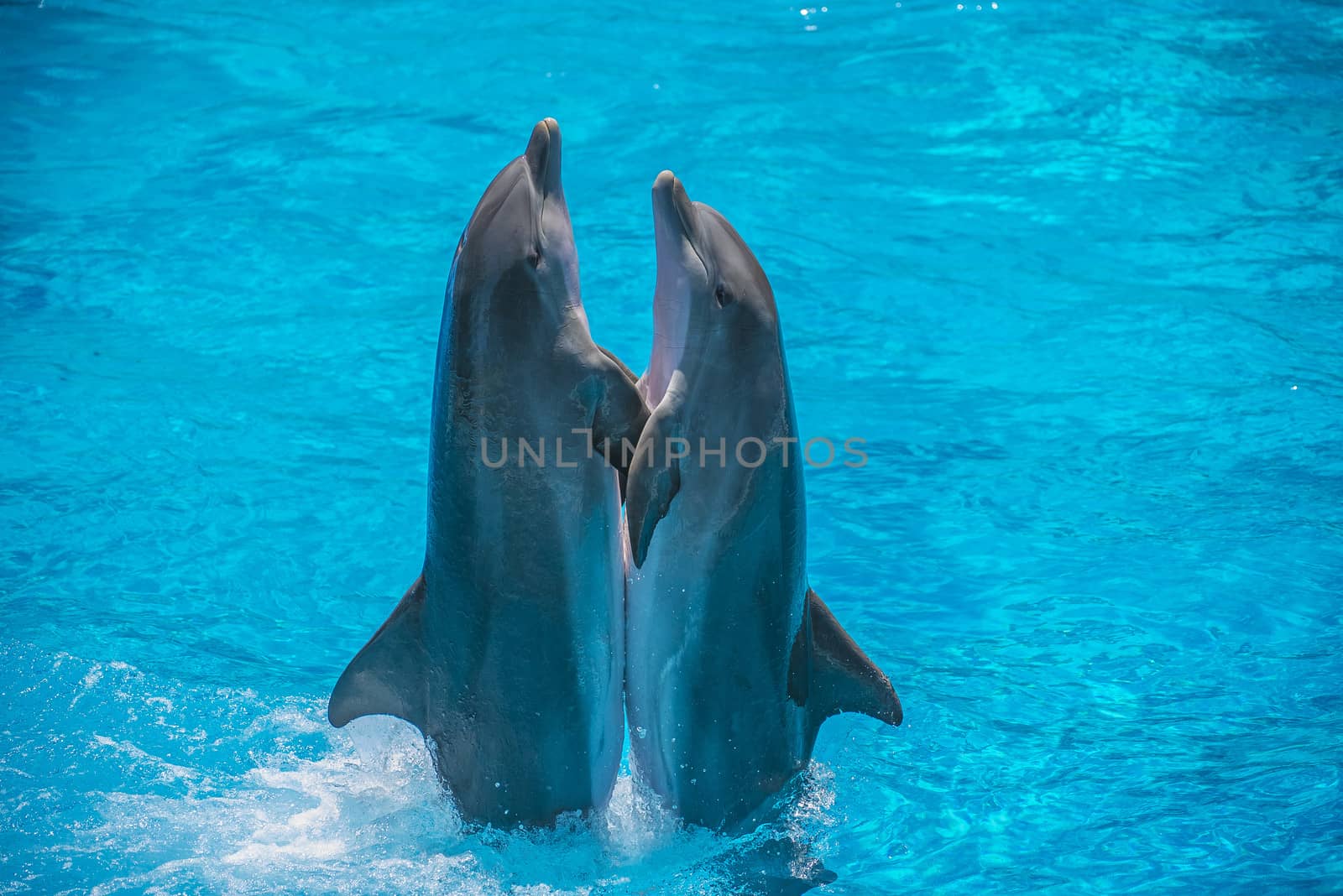 Dolphin pairs has demonstration of tango dancing. All the photos are shot July 25, 2013