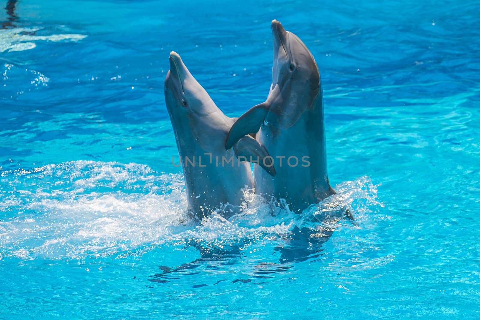 Dolphin pairs has demonstration of tango dancing. All the photos are shot July 25, 2013