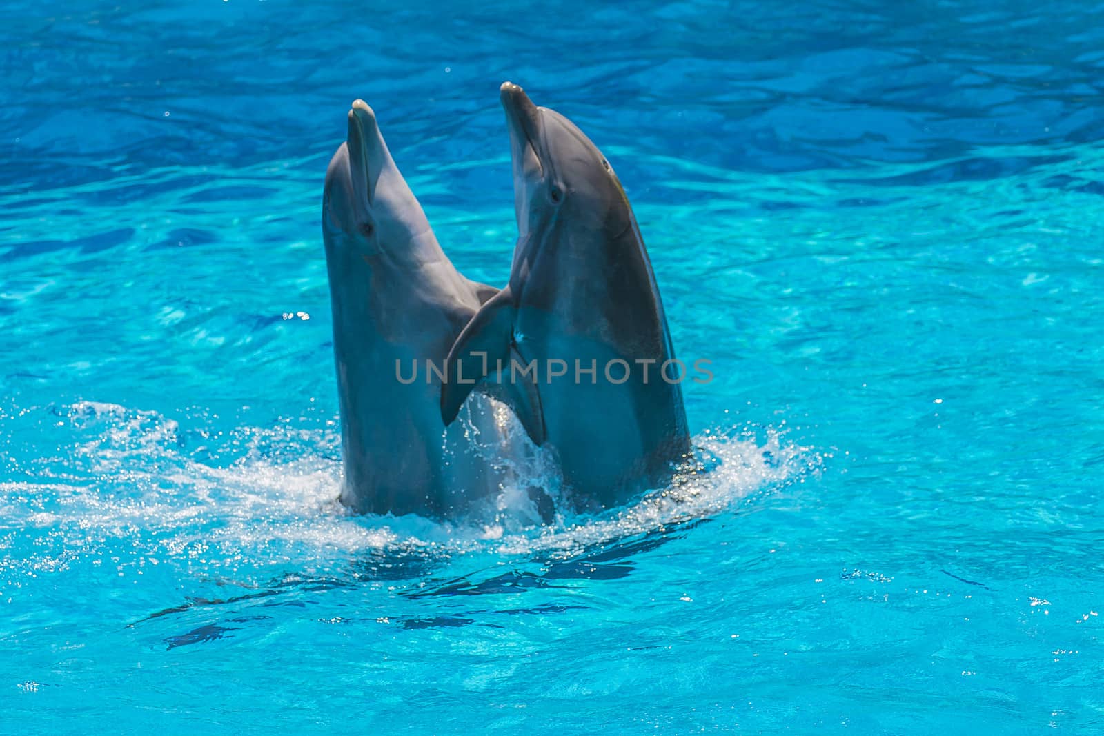 Dolphin pairs has demonstration of tango dancing. All the photos are shot July 25, 2013