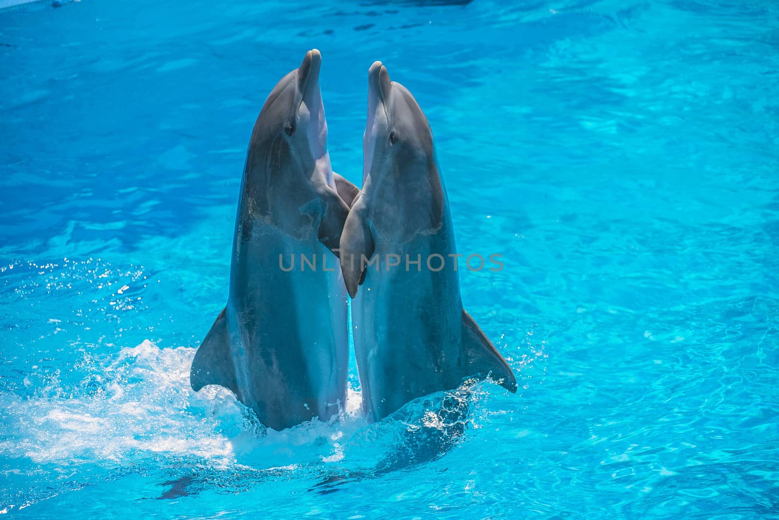 Dolphin pairs has demonstration of tango dancing. All the photos are shot July 25, 2013