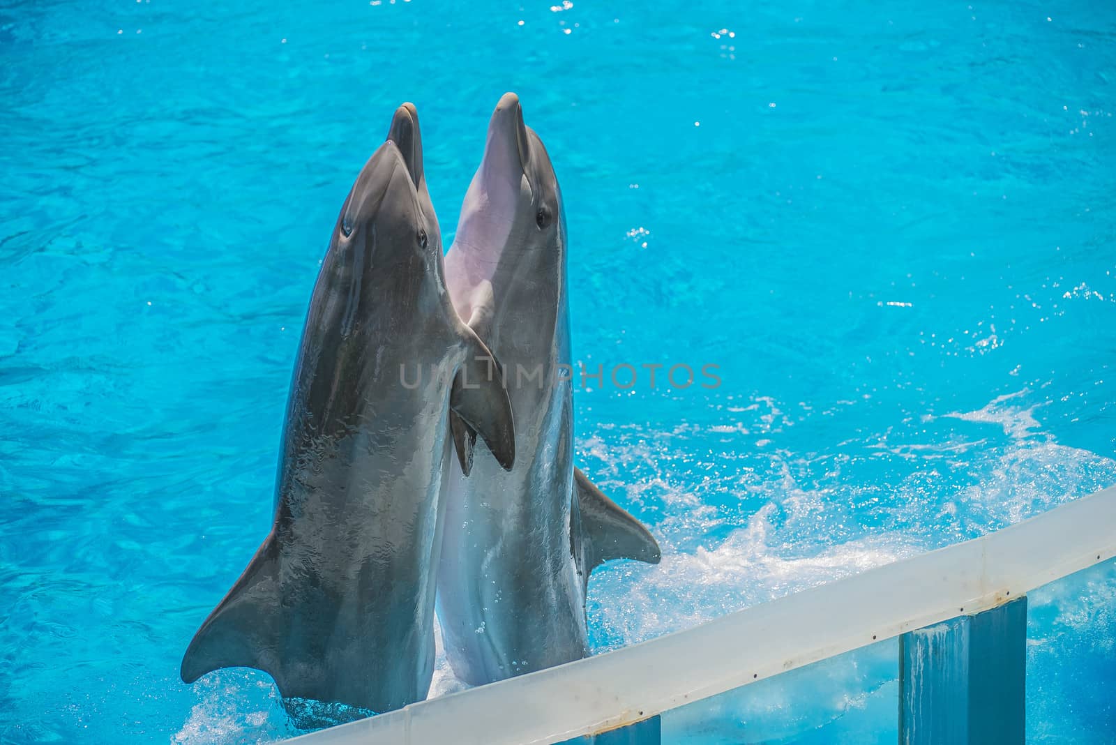 Dolphin pairs has demonstration of tango dancing. All the photos are shot July 25, 2013