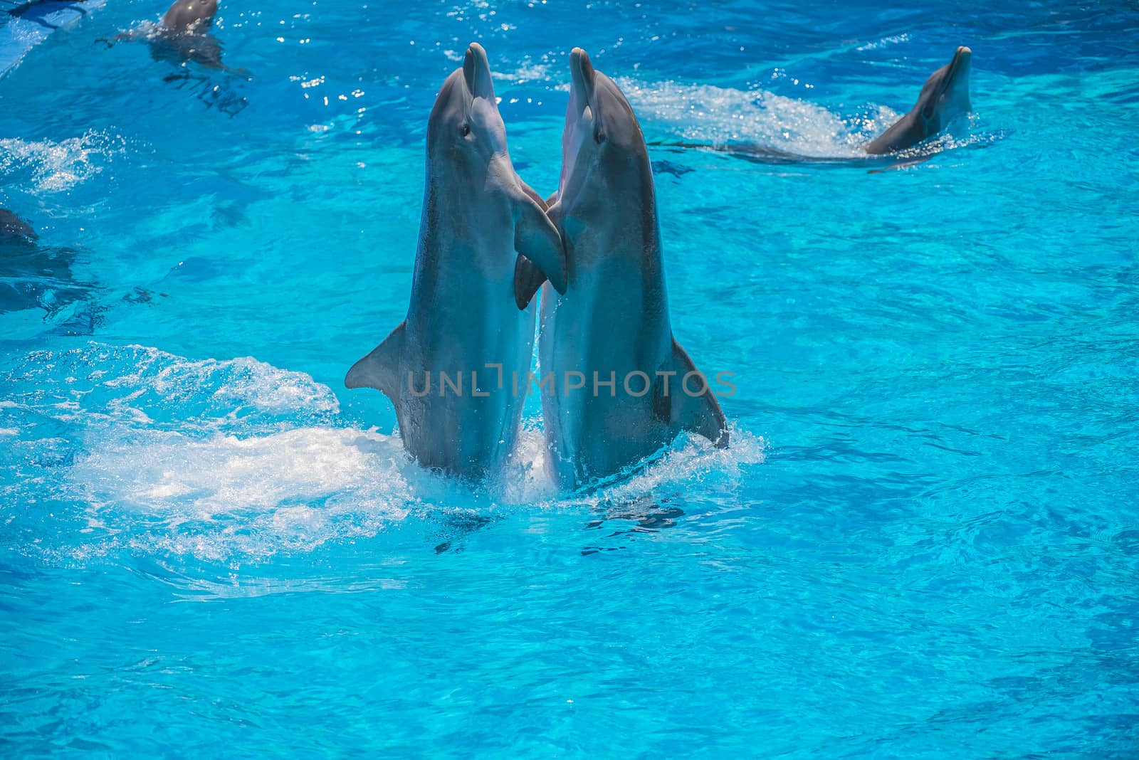 Dolphin pairs has demonstration of tango dancing. All the photos are shot July 25, 2013