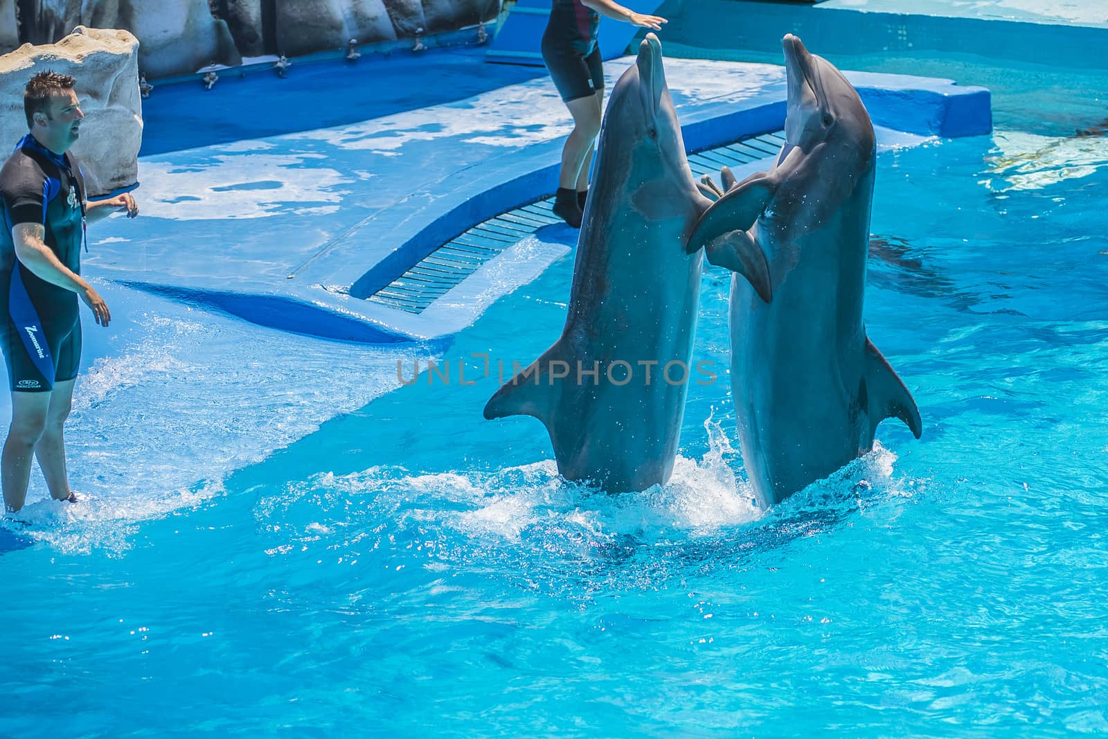 Dolphin pairs has demonstration of tango dancing. All the photos are shot July 25, 2013