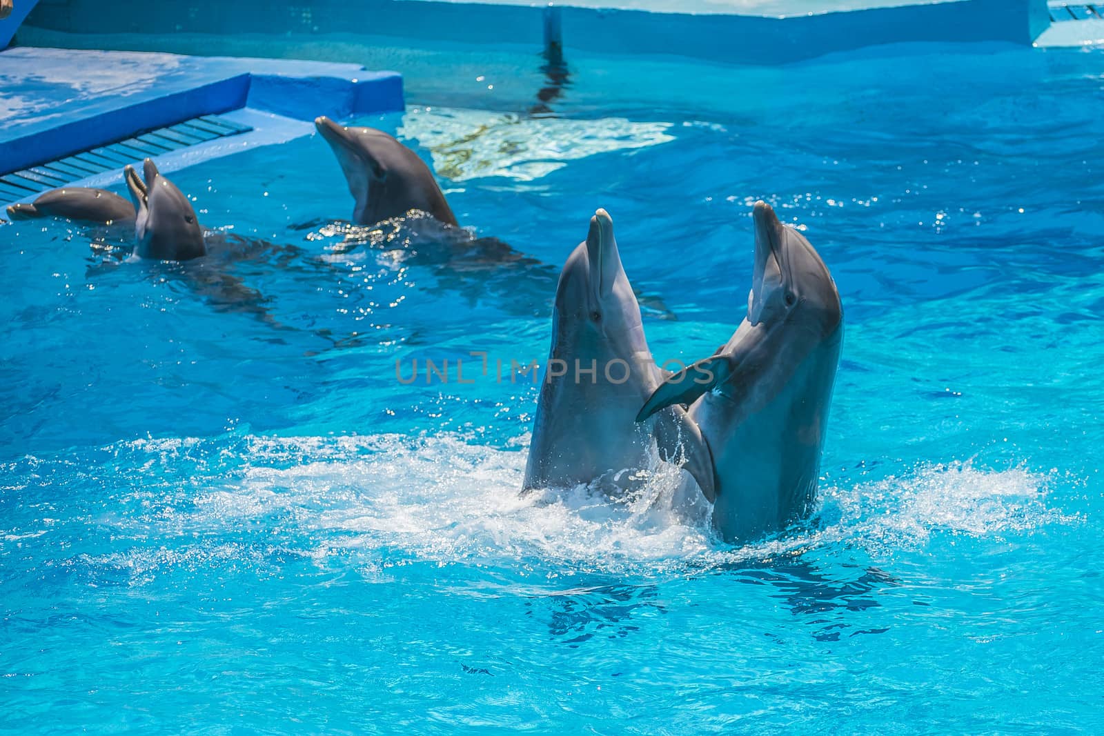 Dolphin pairs has demonstration of tango dancing. All the photos are shot July 25, 2013