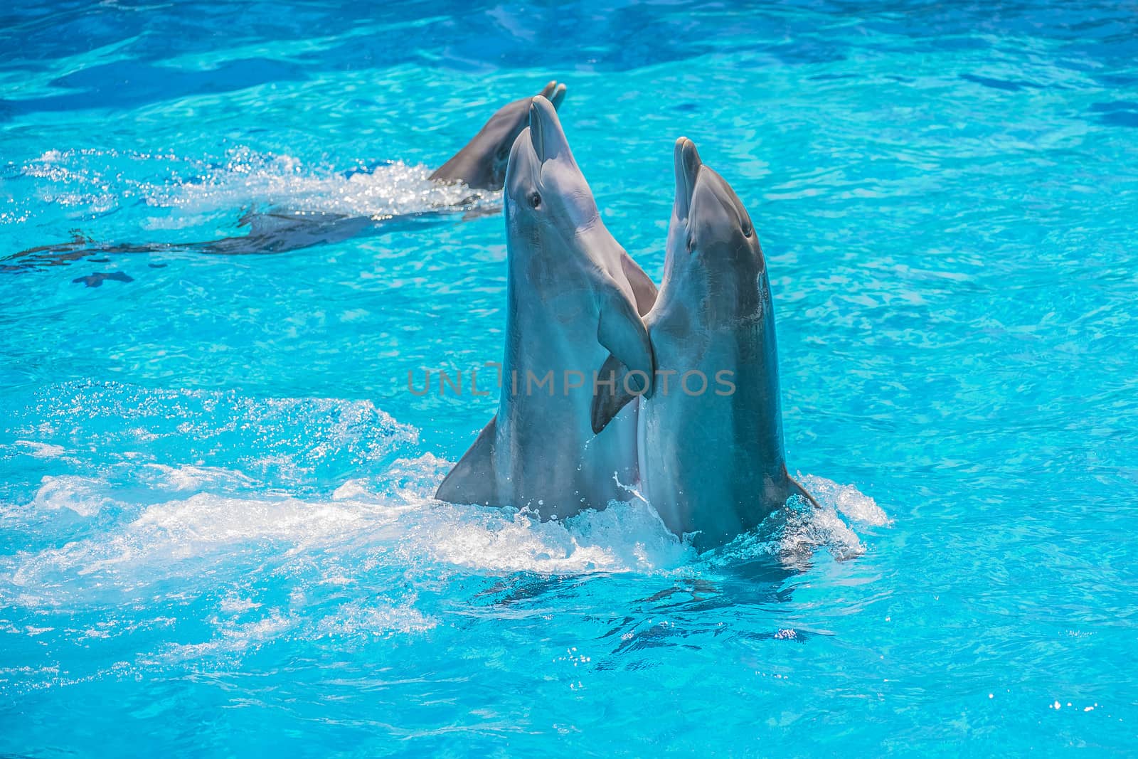 Dolphin pairs has demonstration of tango dancing. All the photos are shot July 25, 2013